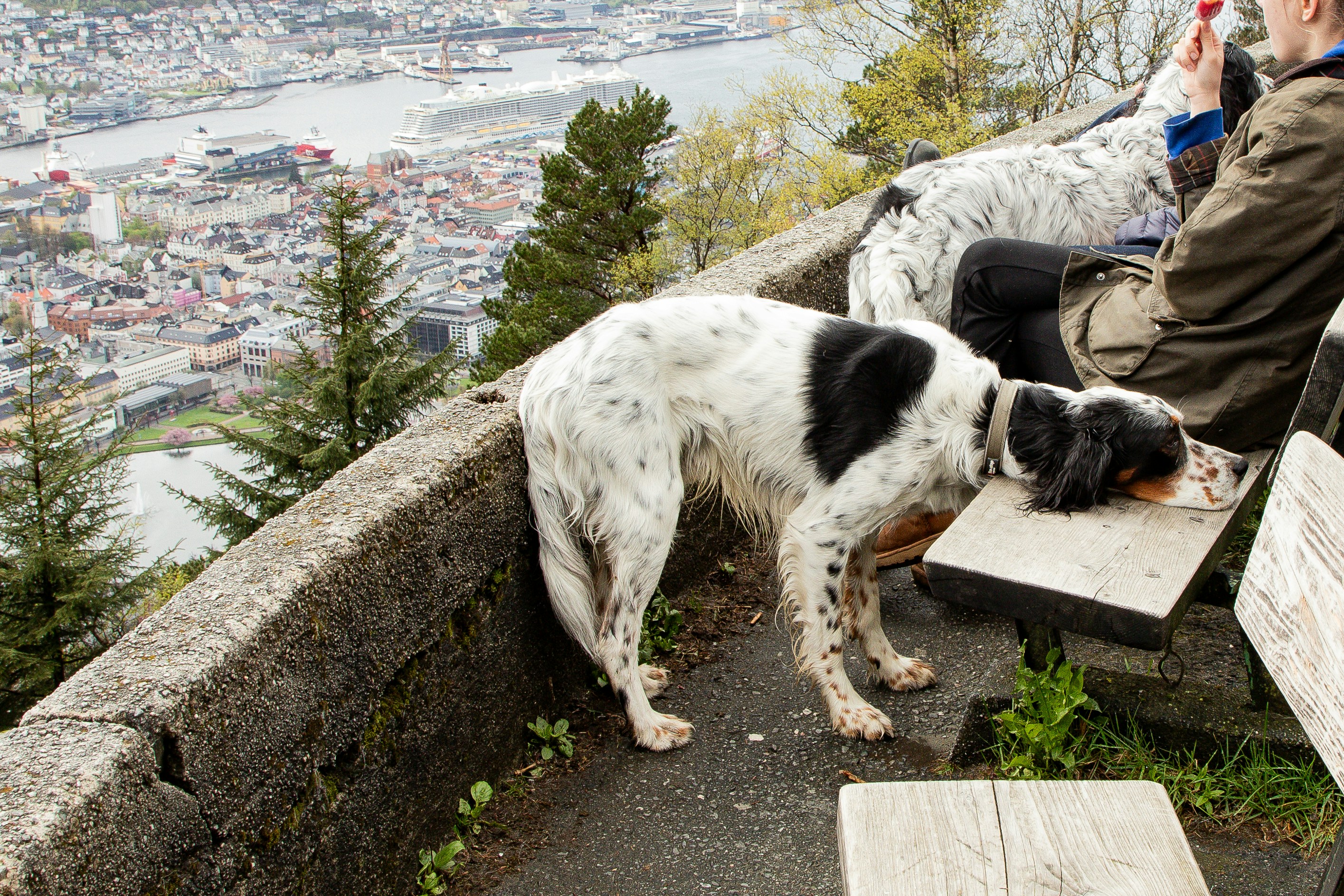 Draußen trainieren, nachhaltig wohnen: Was Hundebesitzer auf dem Land verbindet