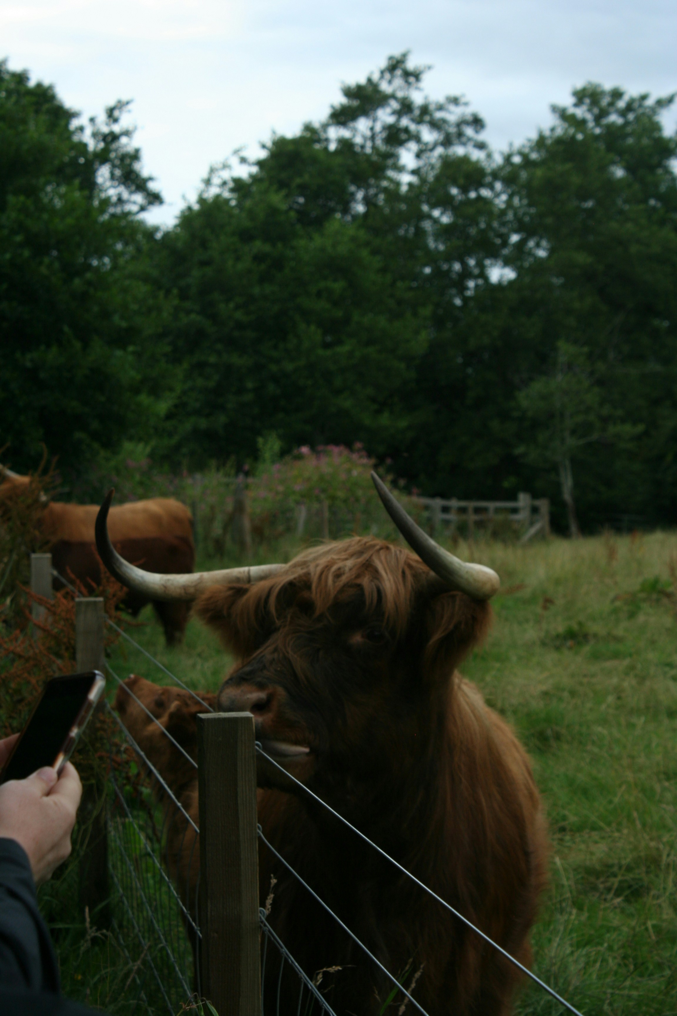 Highland cows with long horns in a grassy field.