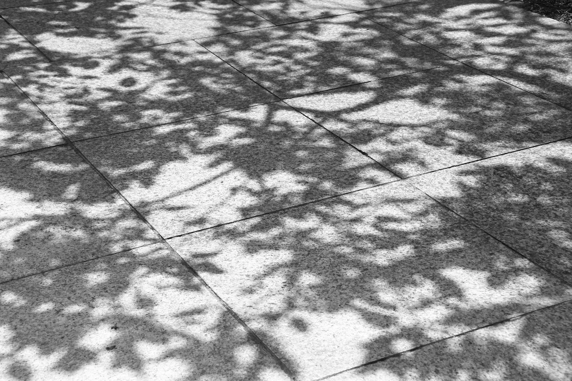 Shadows of leaves on a paved surface