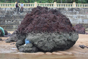 Baga