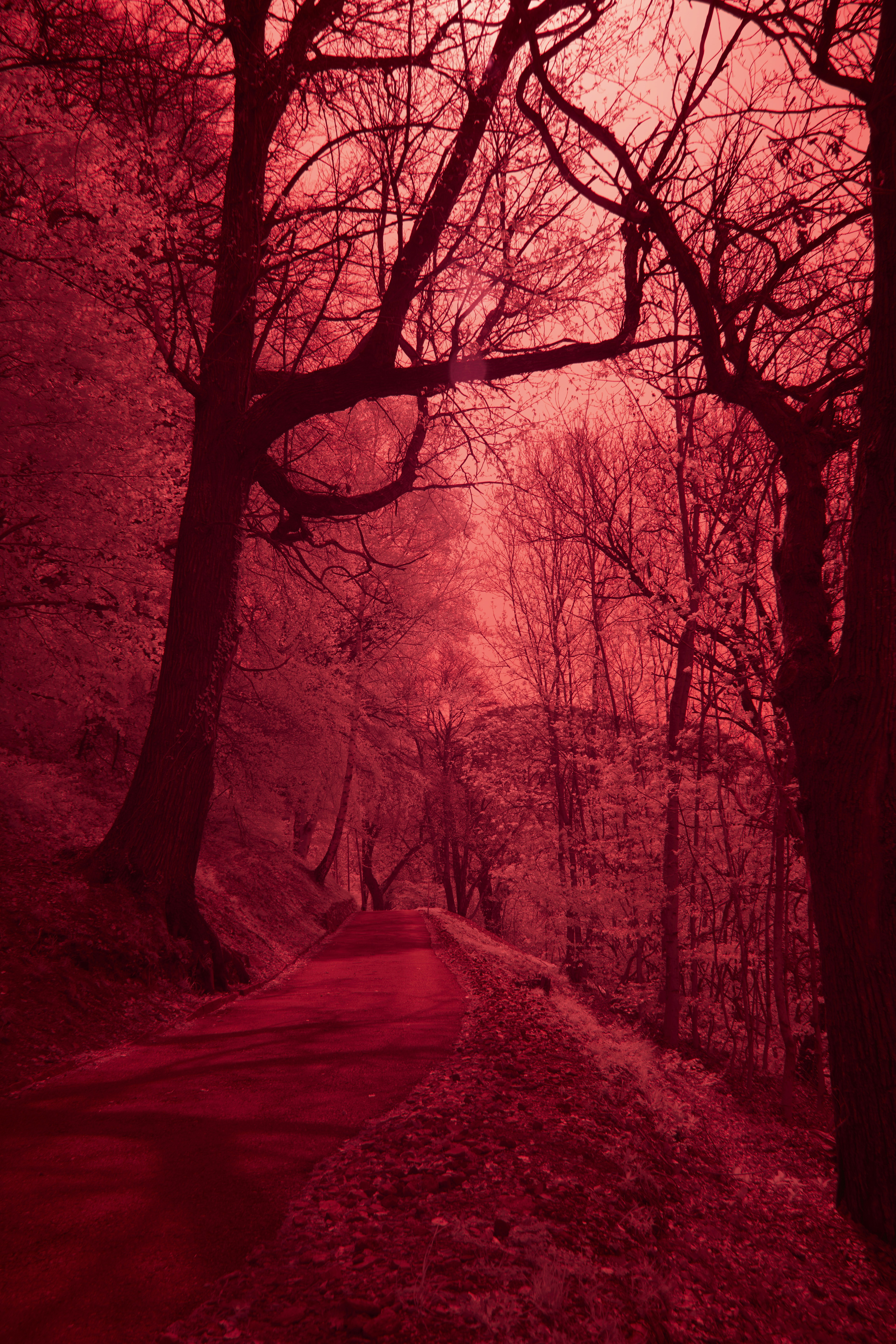 Photo by wolfgang_hasselmann