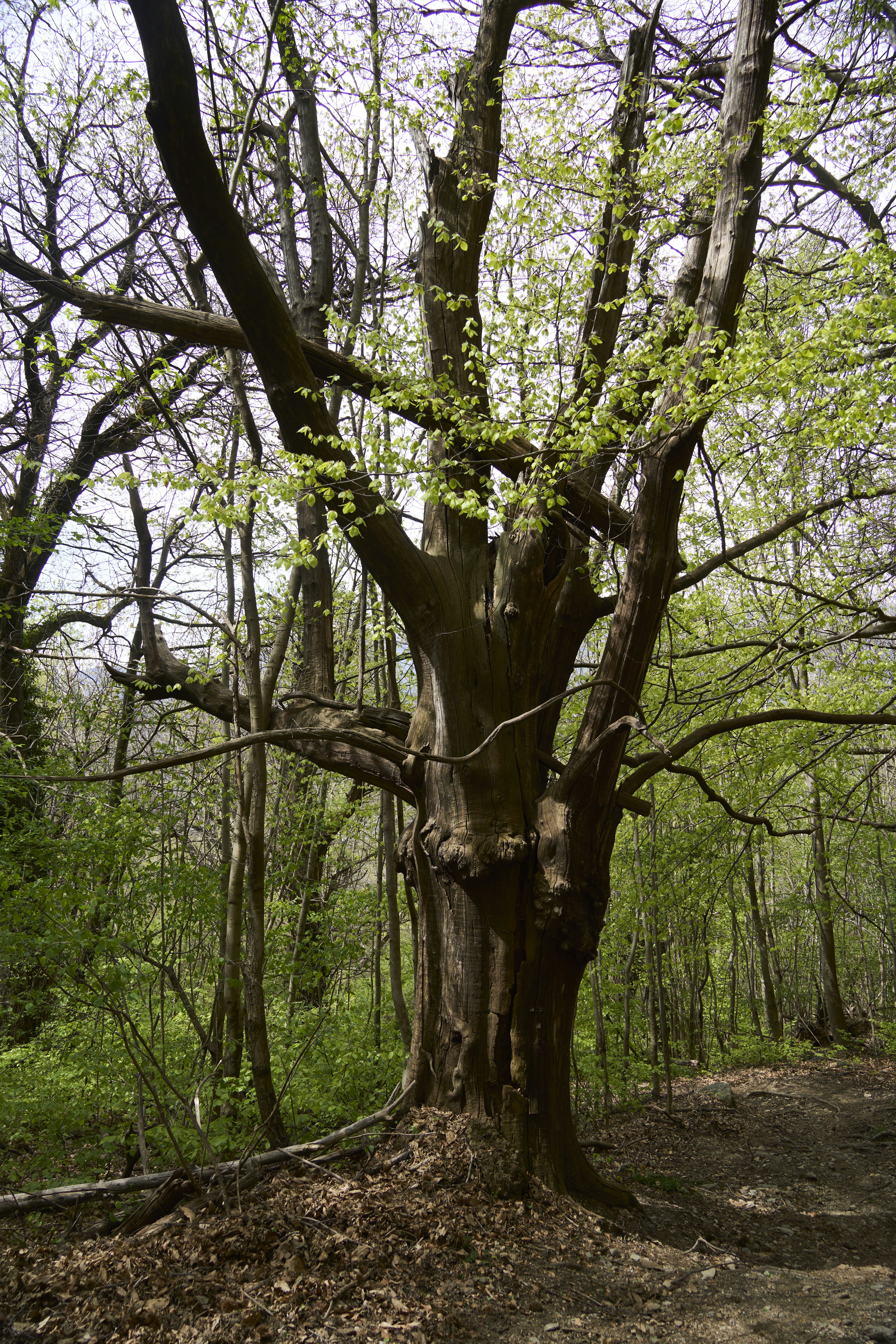 Photo by wolfgang_hasselmann