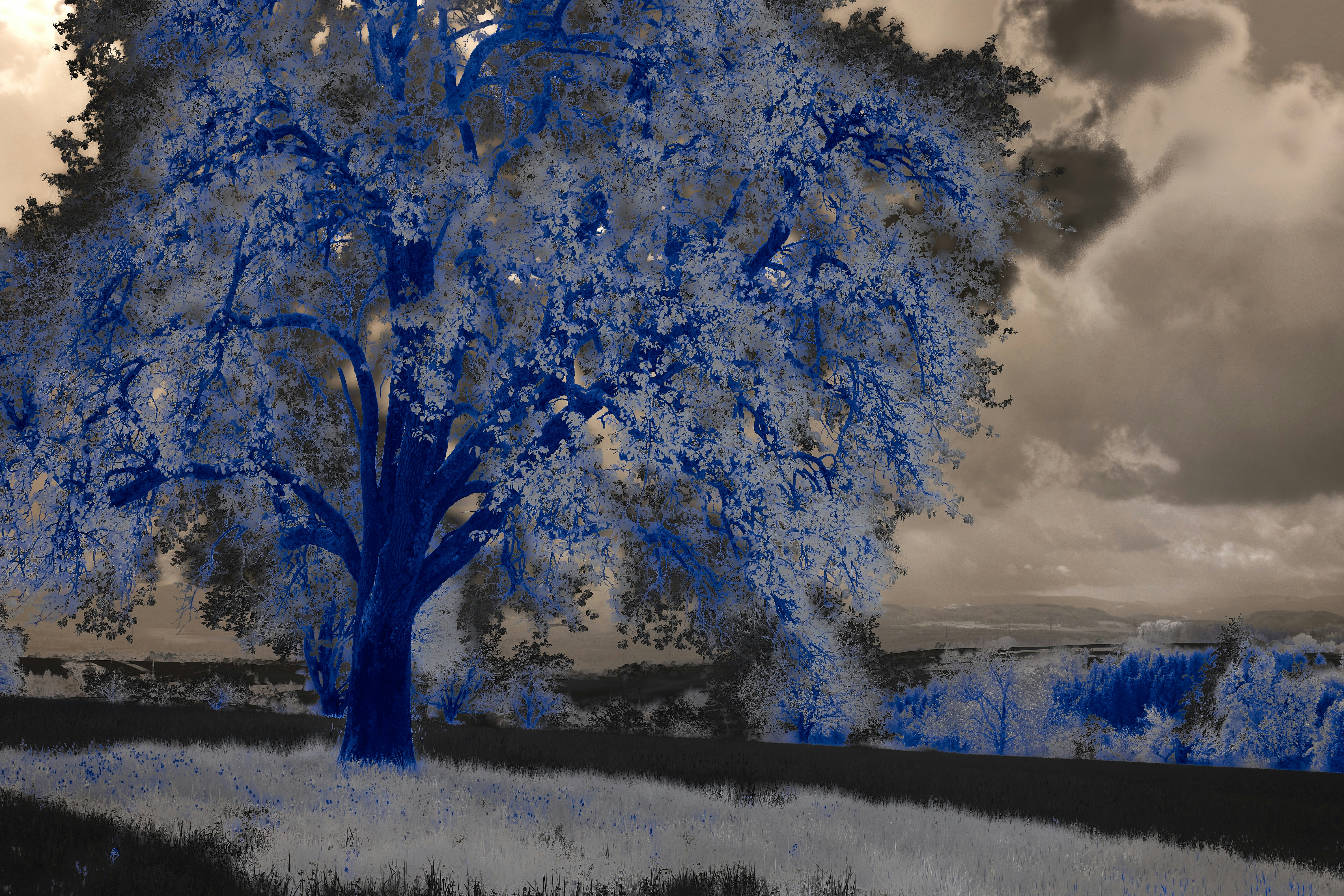 Photo by wolfgang_hasselmann