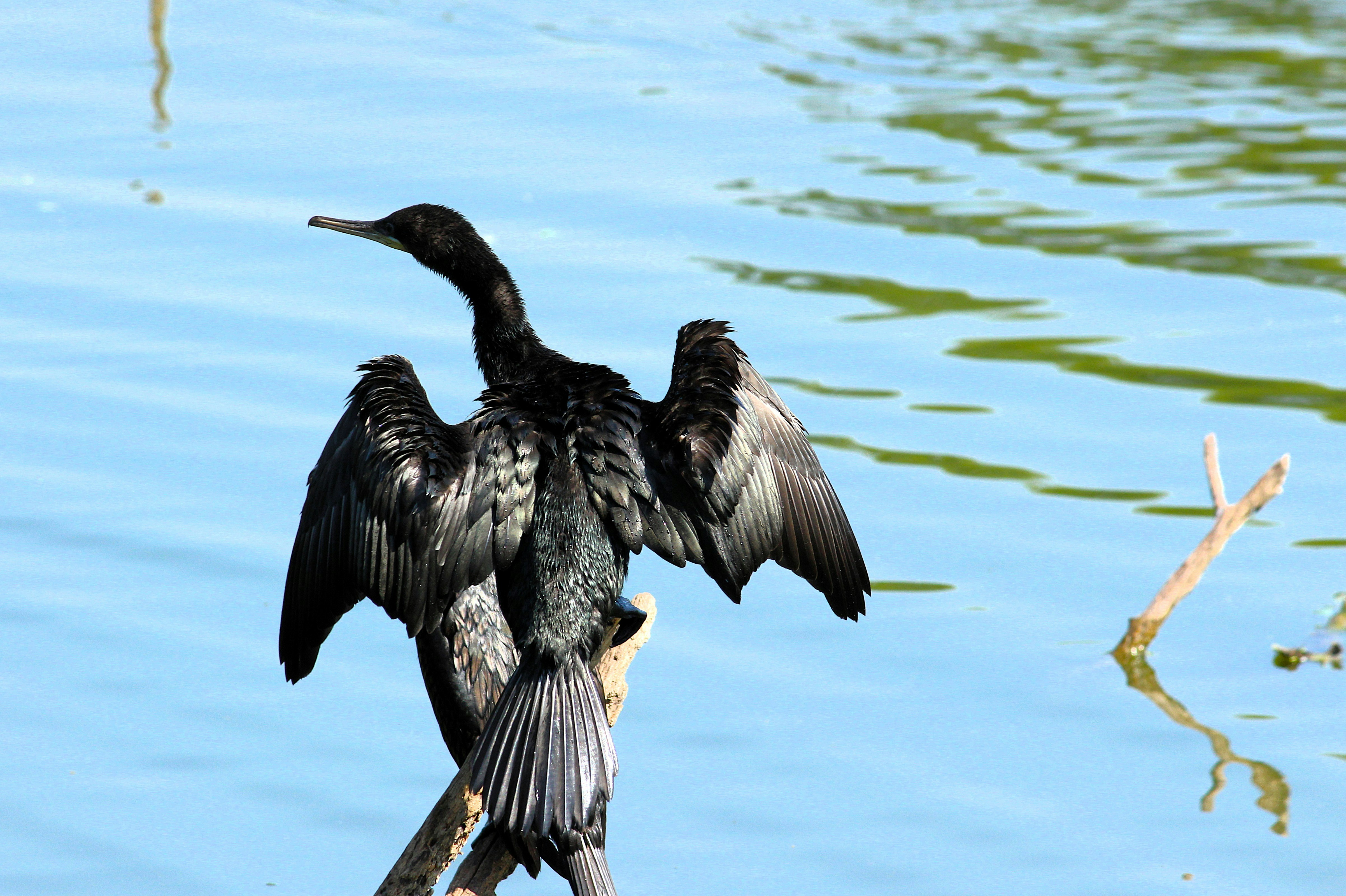 Photo by devlinasarkar