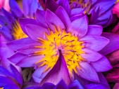 Close-up of vibrant purple water lilies with yellow centers.