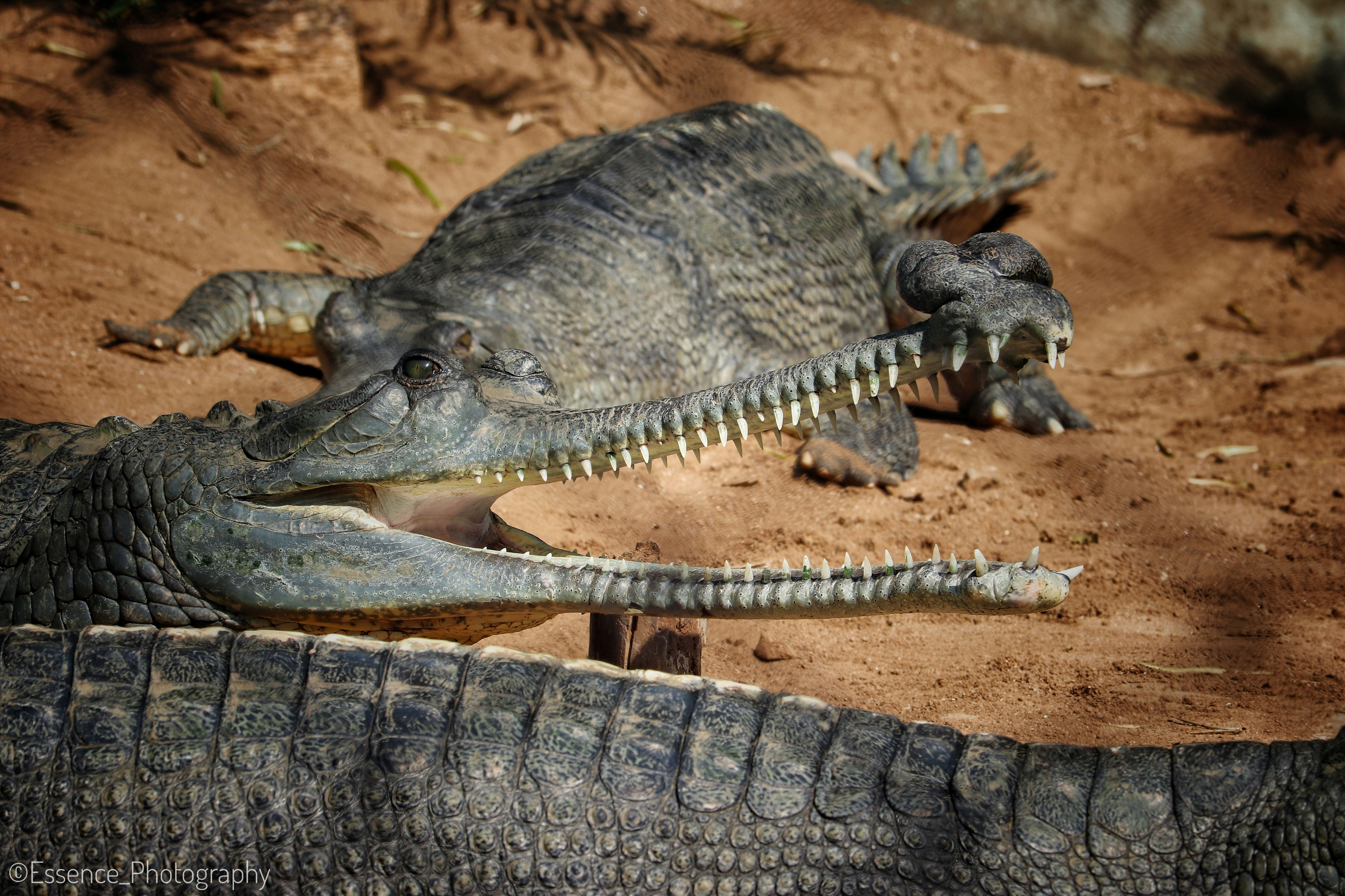 Photo by amolkale2022