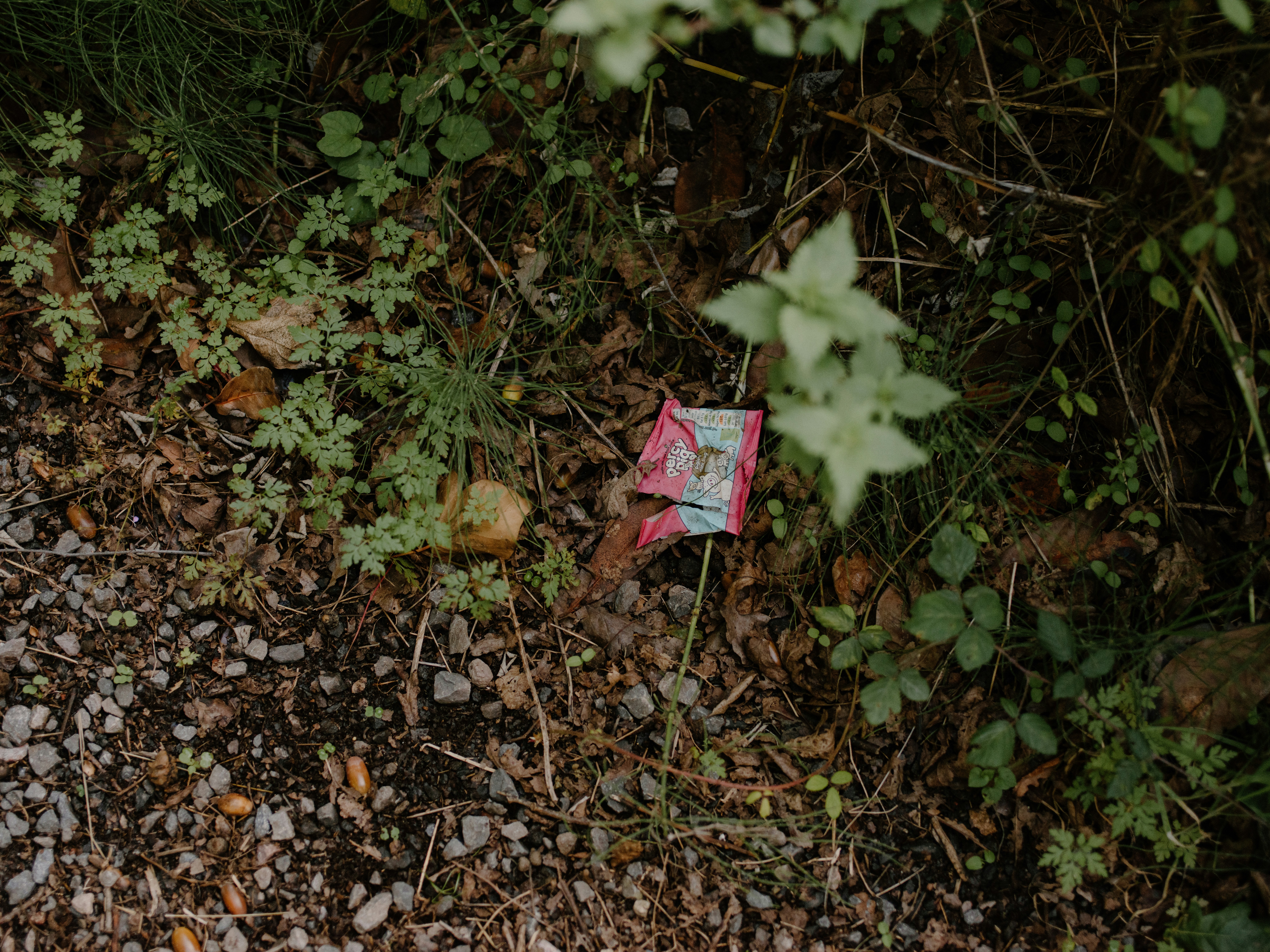 forest floor litter, wallpaper, Cleaning Up Campsite Litter: A Guide 2