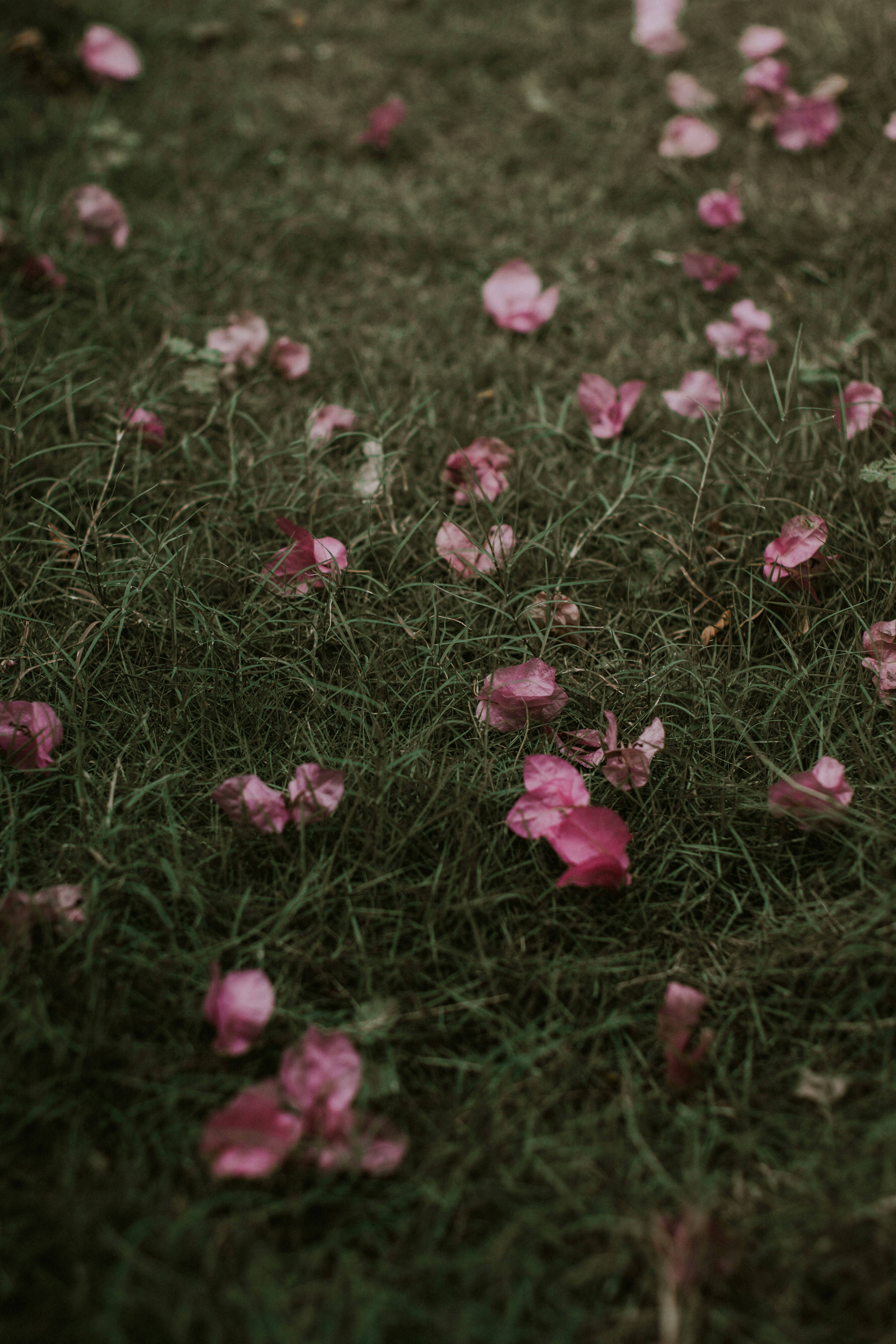 Rosa Rosenblätter, die auf grünem Gras verstreut sind.