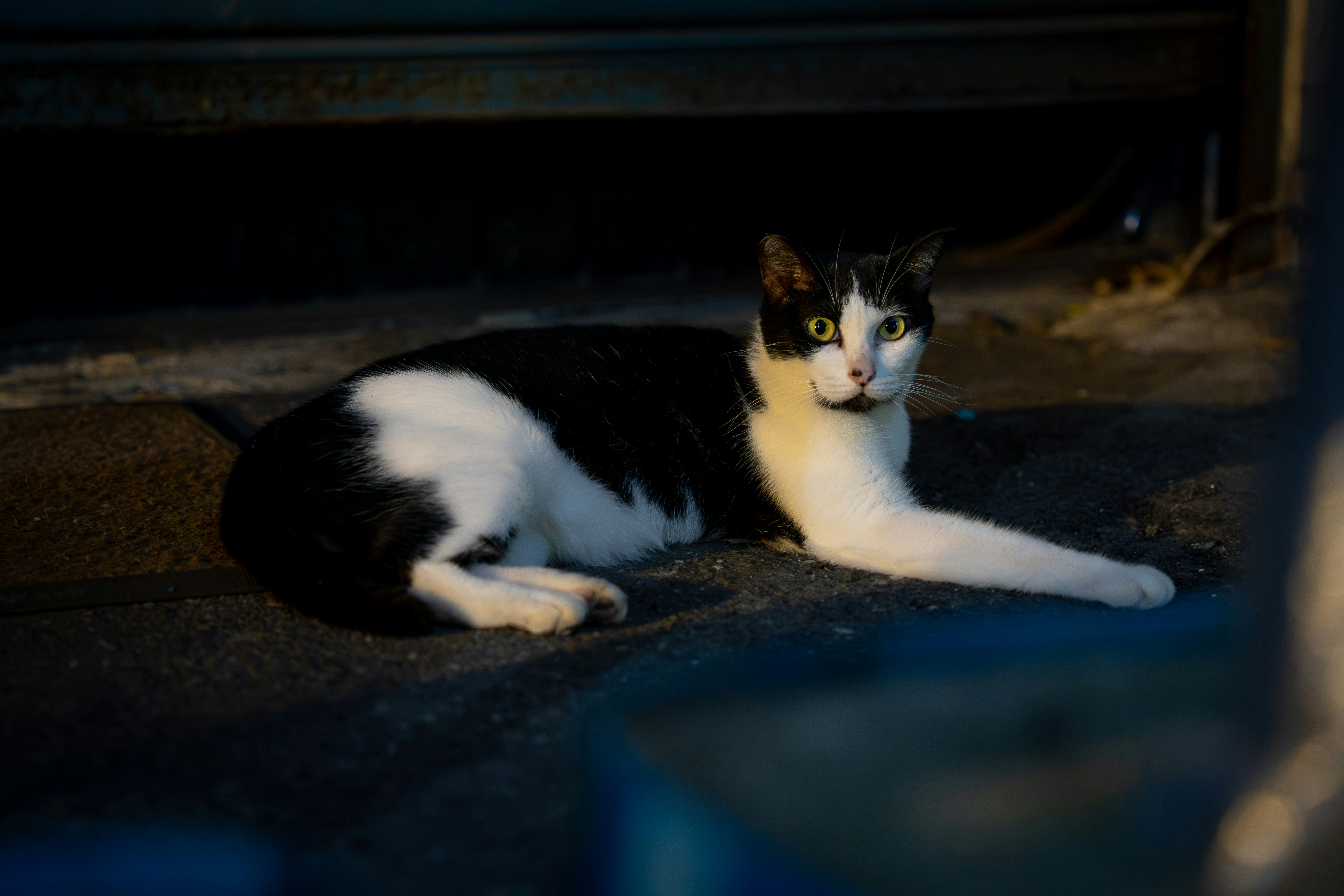 A black and white cat rests on the ground.