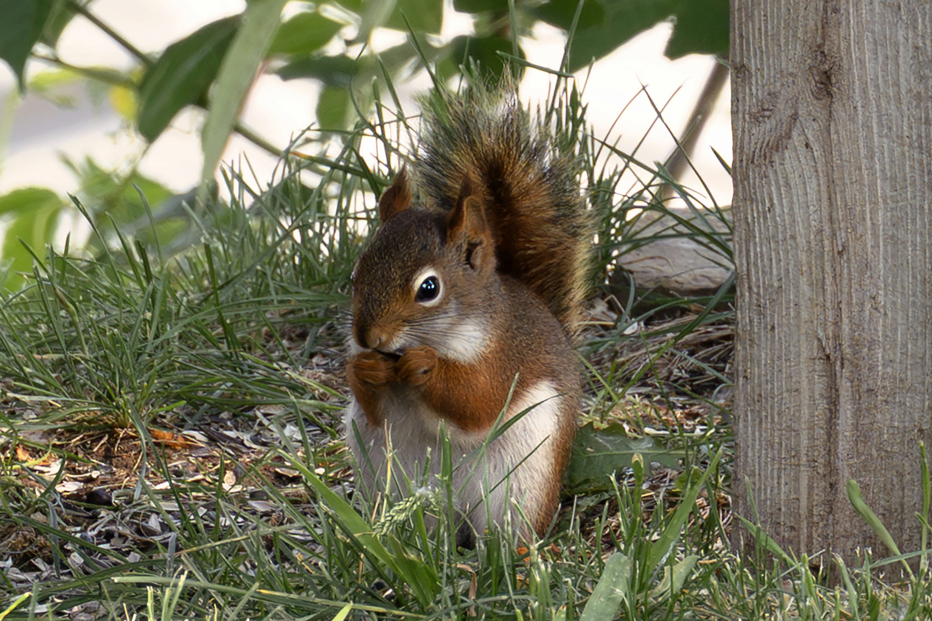 Photo by purplepanther761