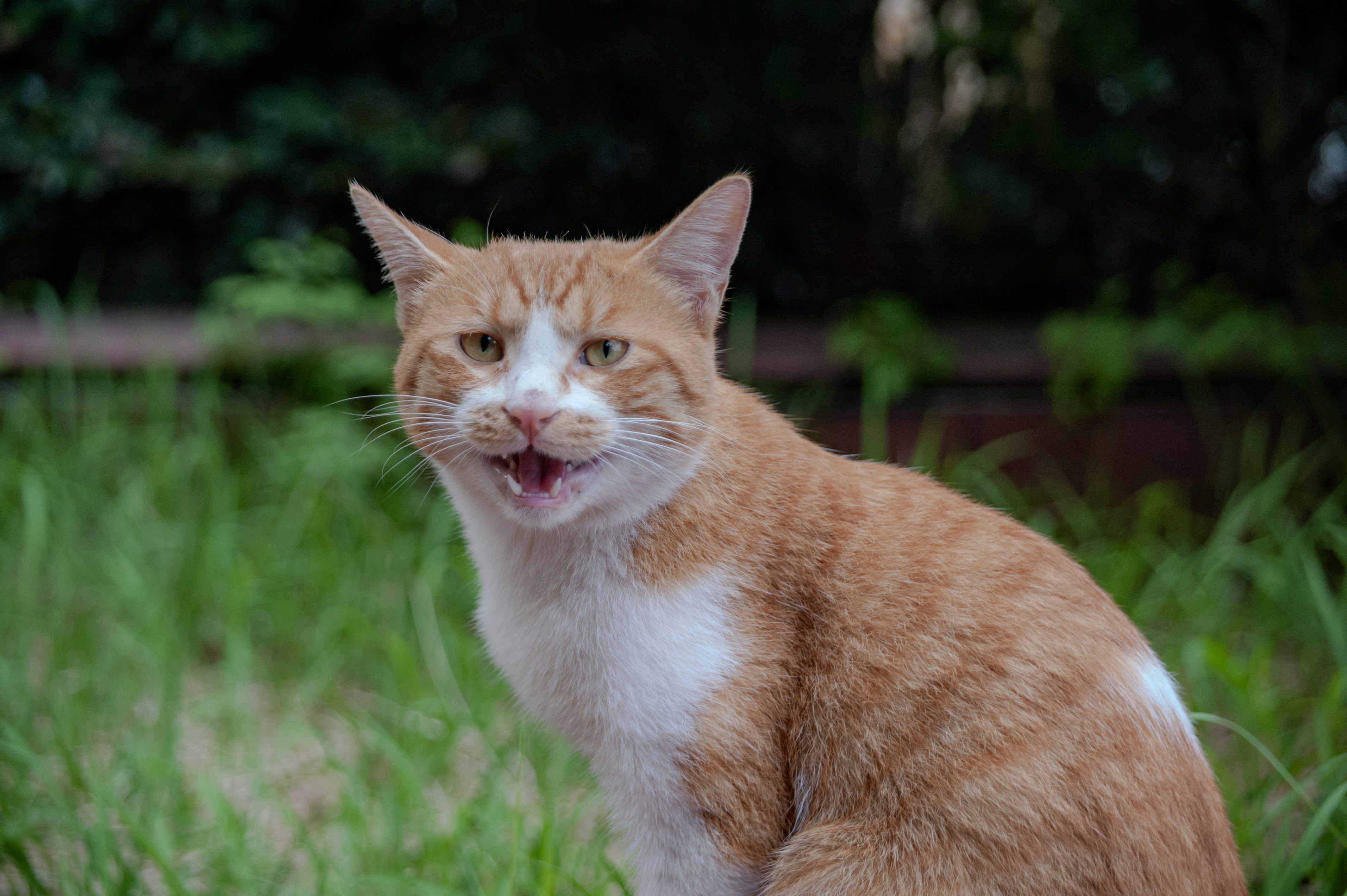 An orange and white cat with mouth open