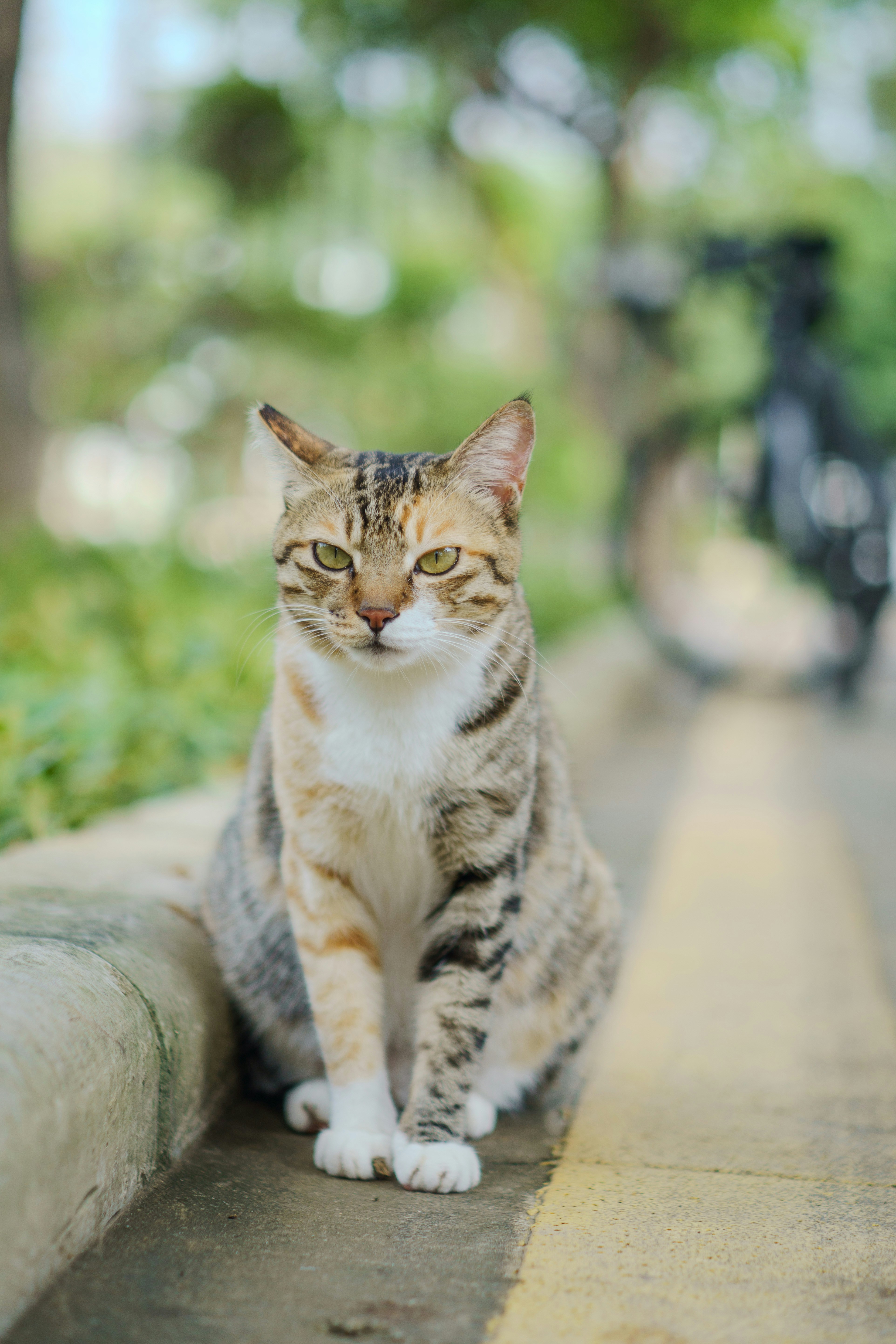A tabby cat sits by a yellow line.