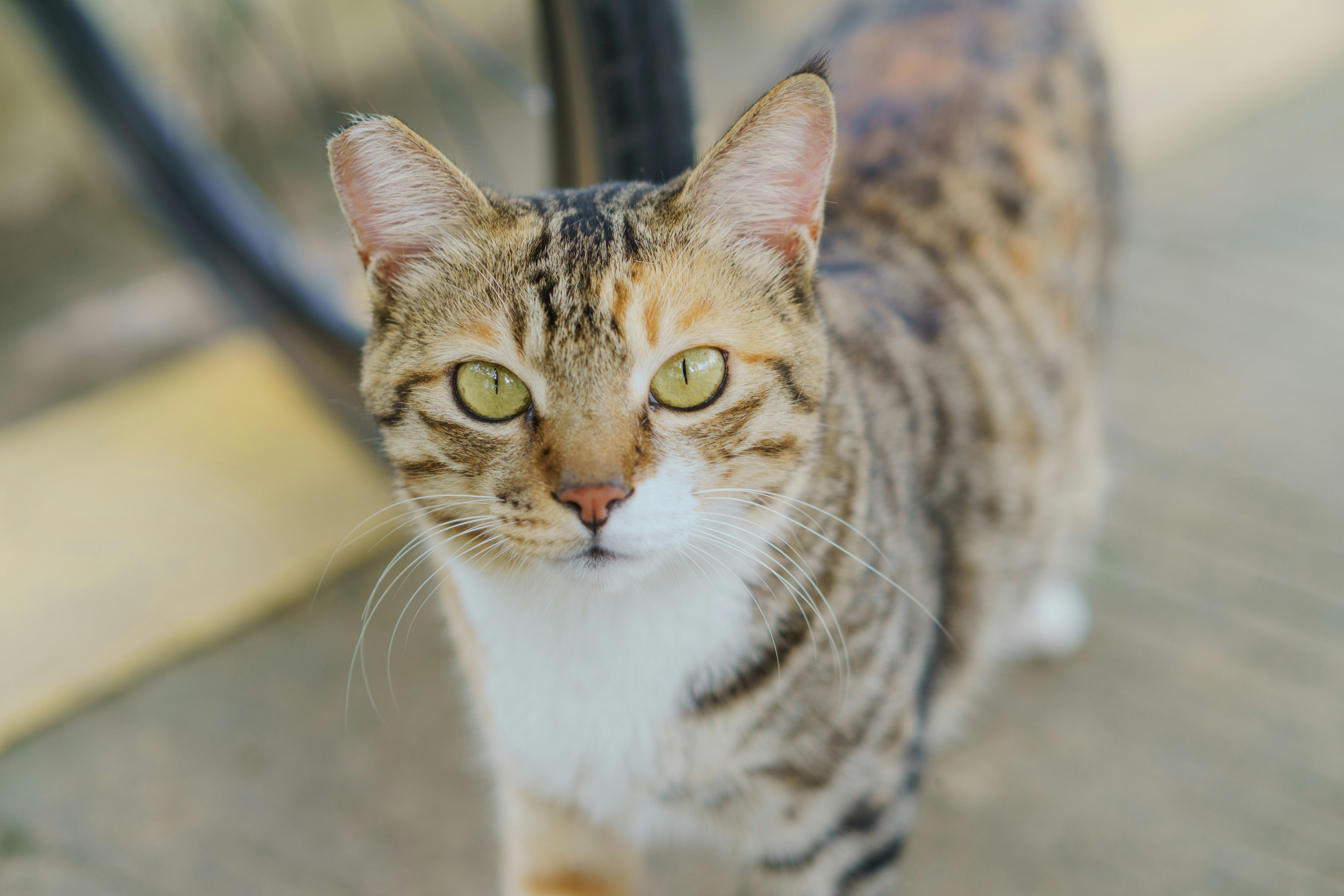 Pet Care Secrets: End Bad Behavior for a Happier, Healthier Pet