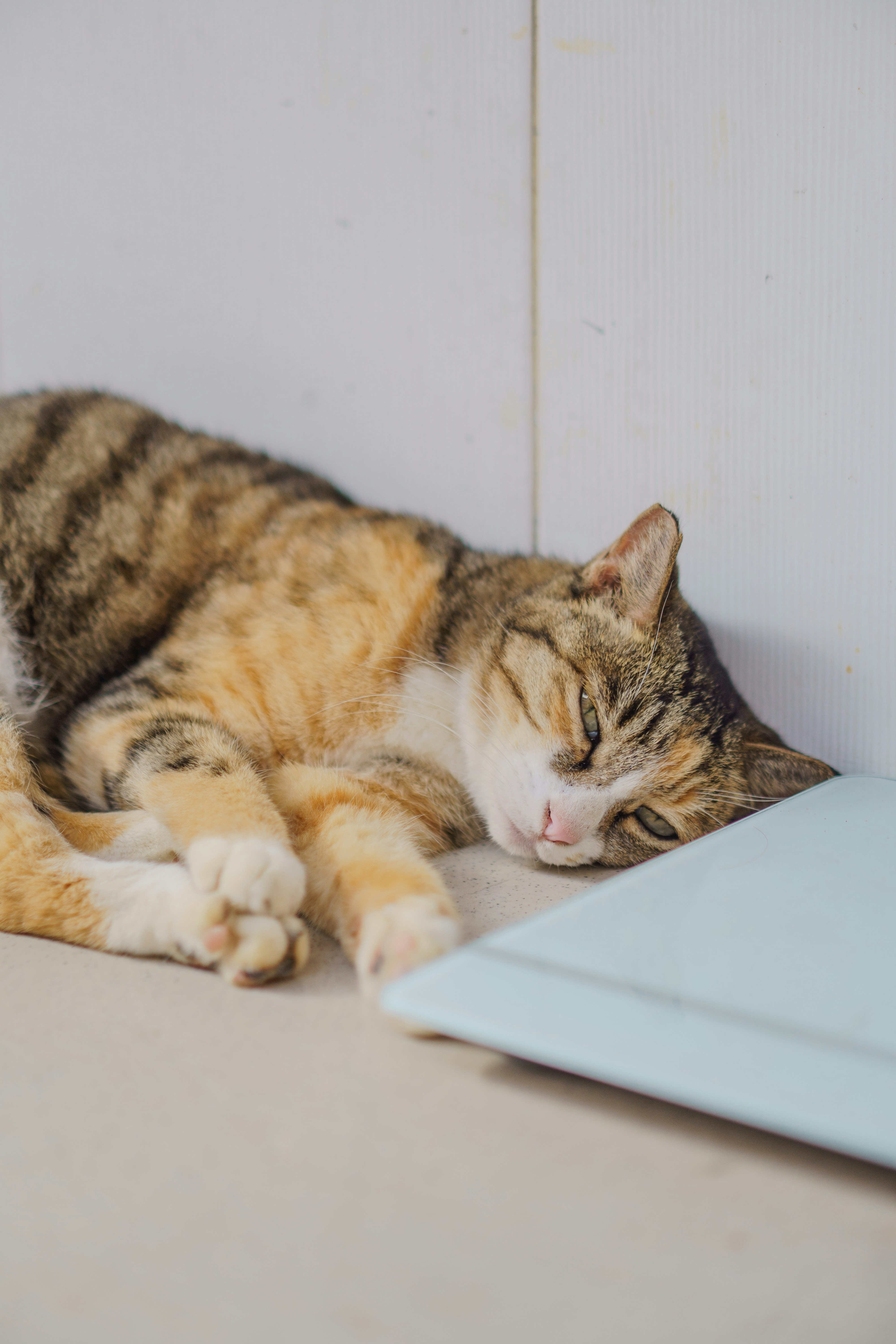 A calico cat sleeps on the floor.