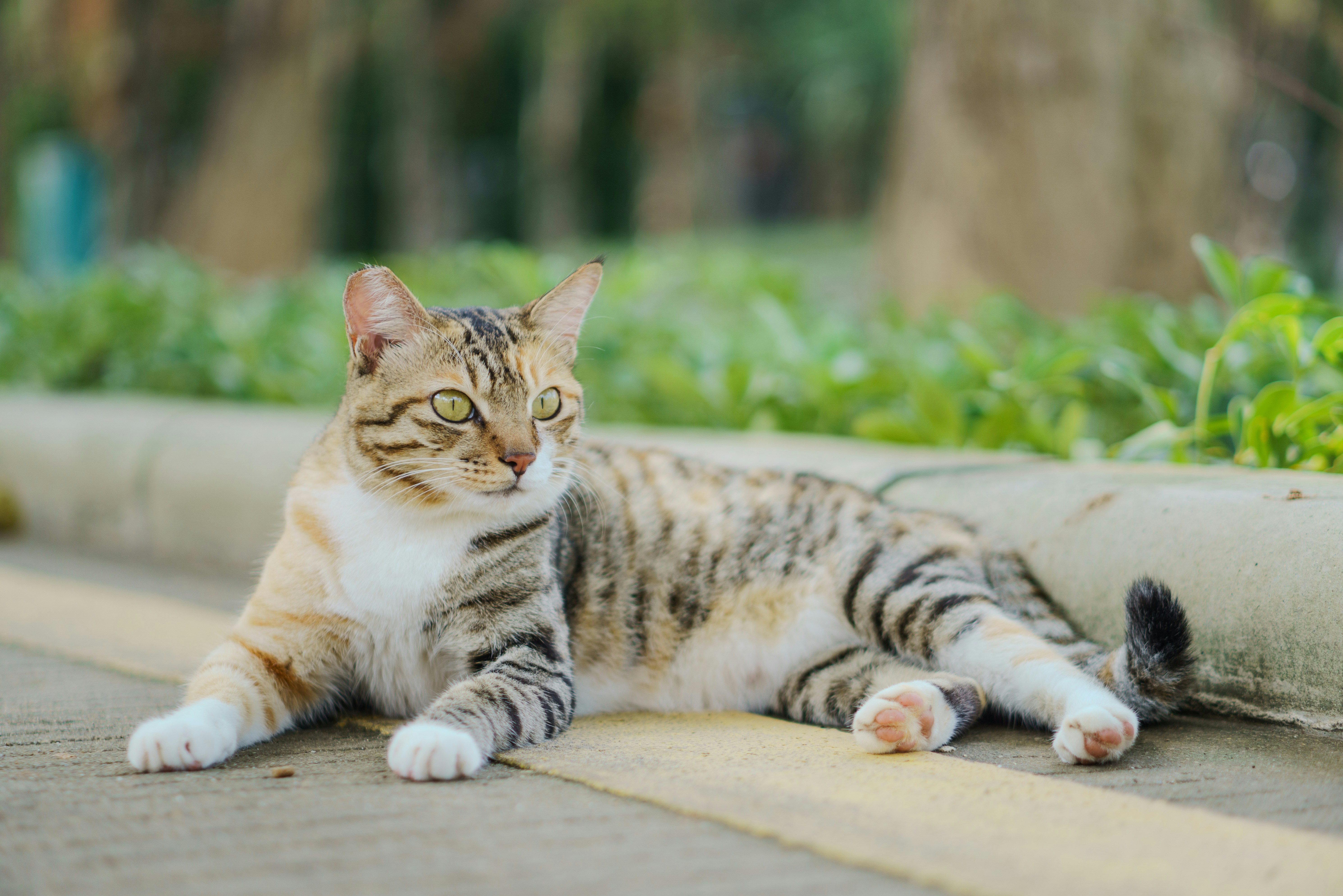 A tabby cat rests on a paved surface.