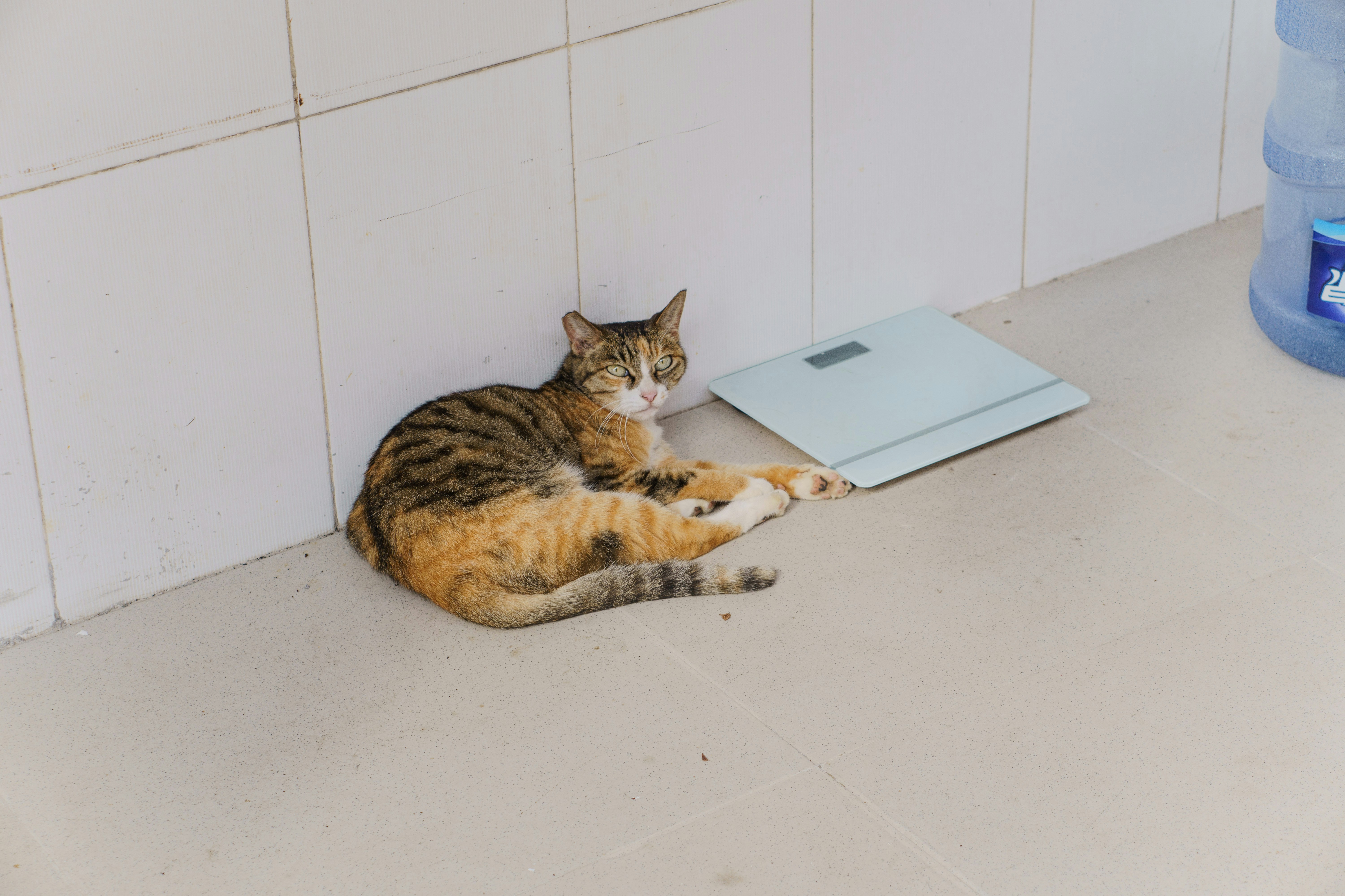 A tabby cat rests beside a scale.