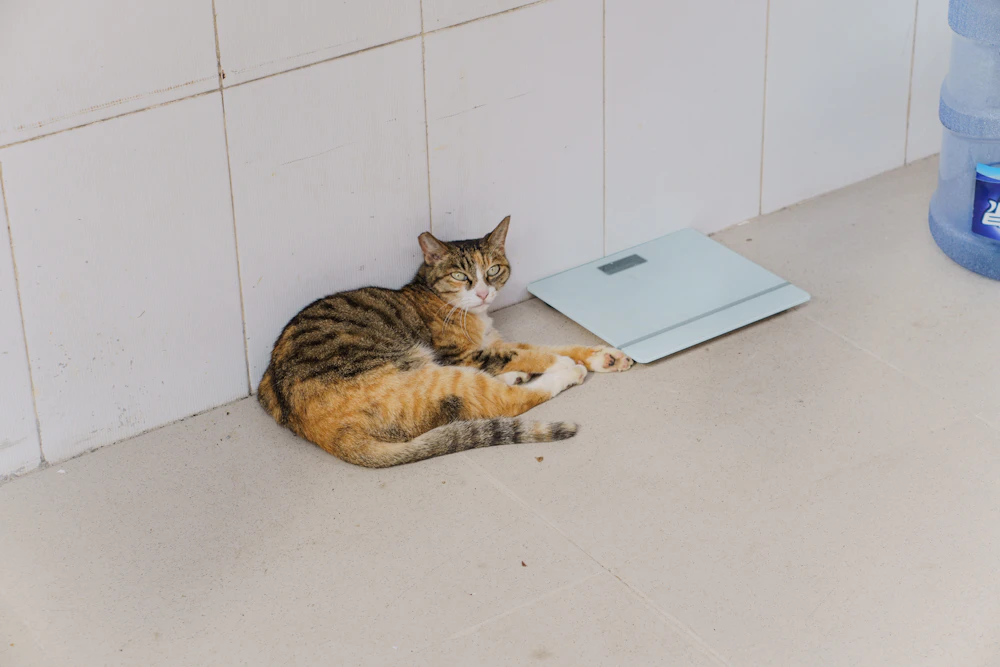 Un gato descansa junto a una báscula