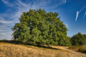 A large, leafy oak tree stands on a grassy hill.