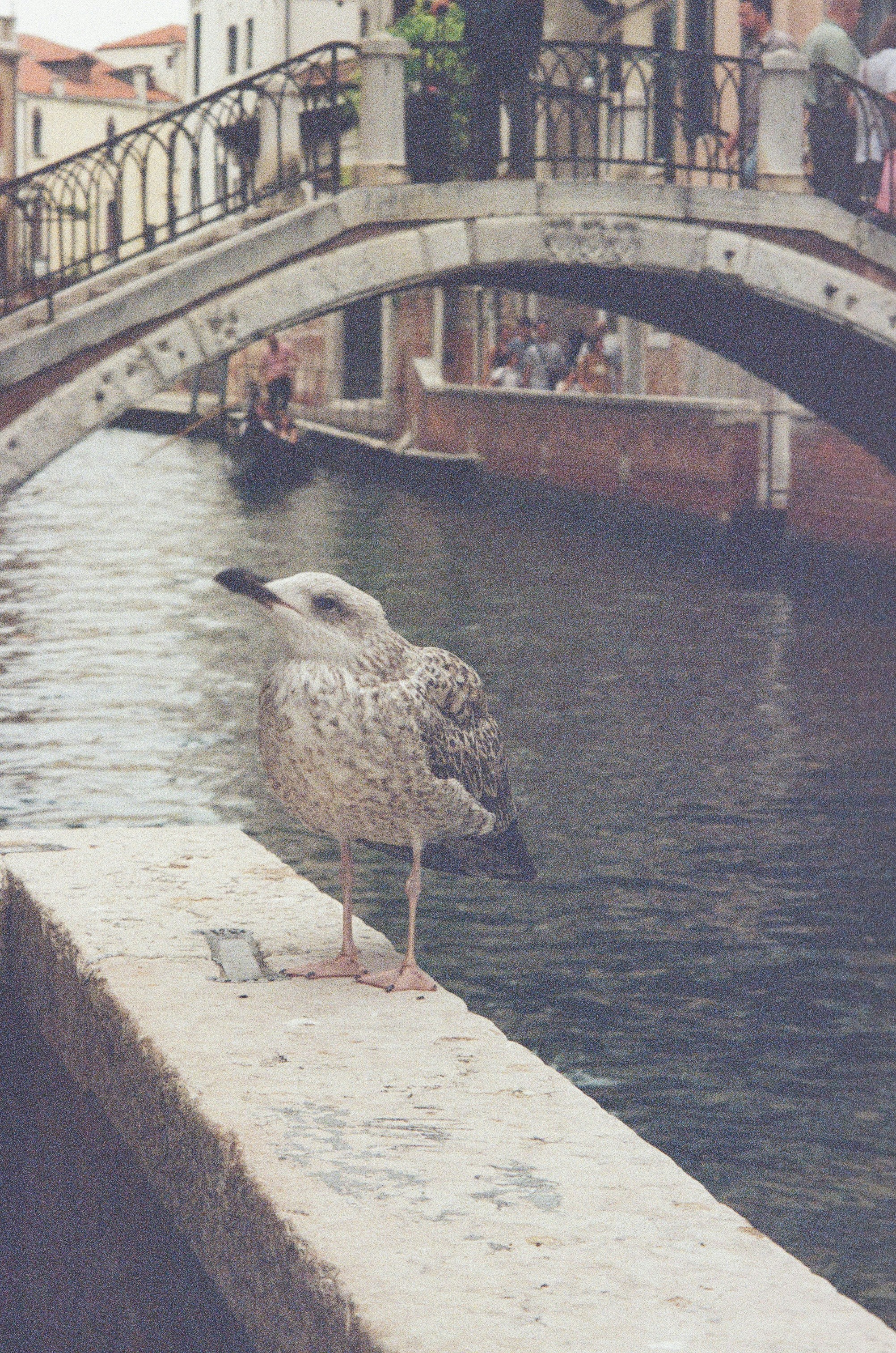 Seagull on ledge overlooking venetian canal