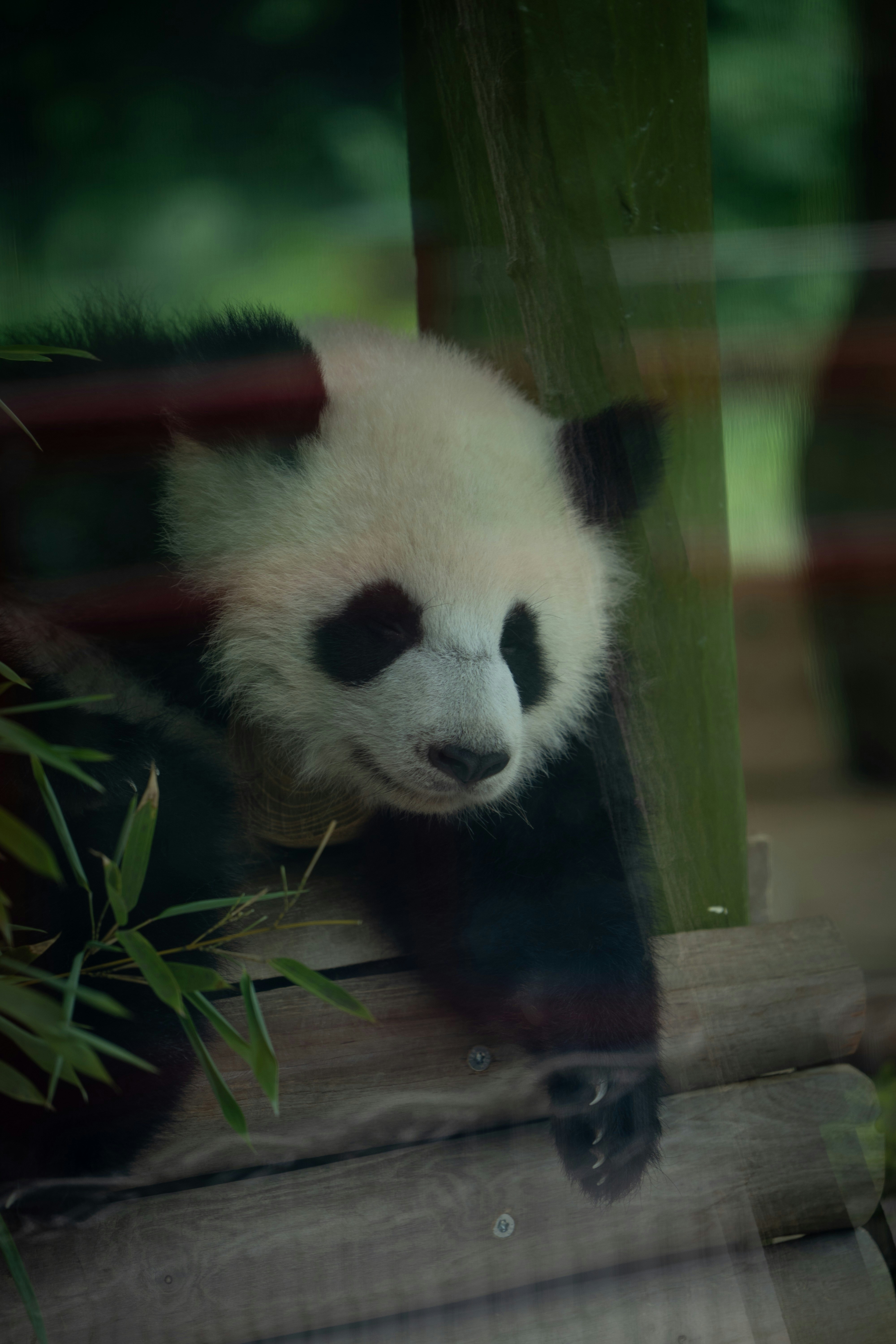 A young panda rests near bamboo stalks