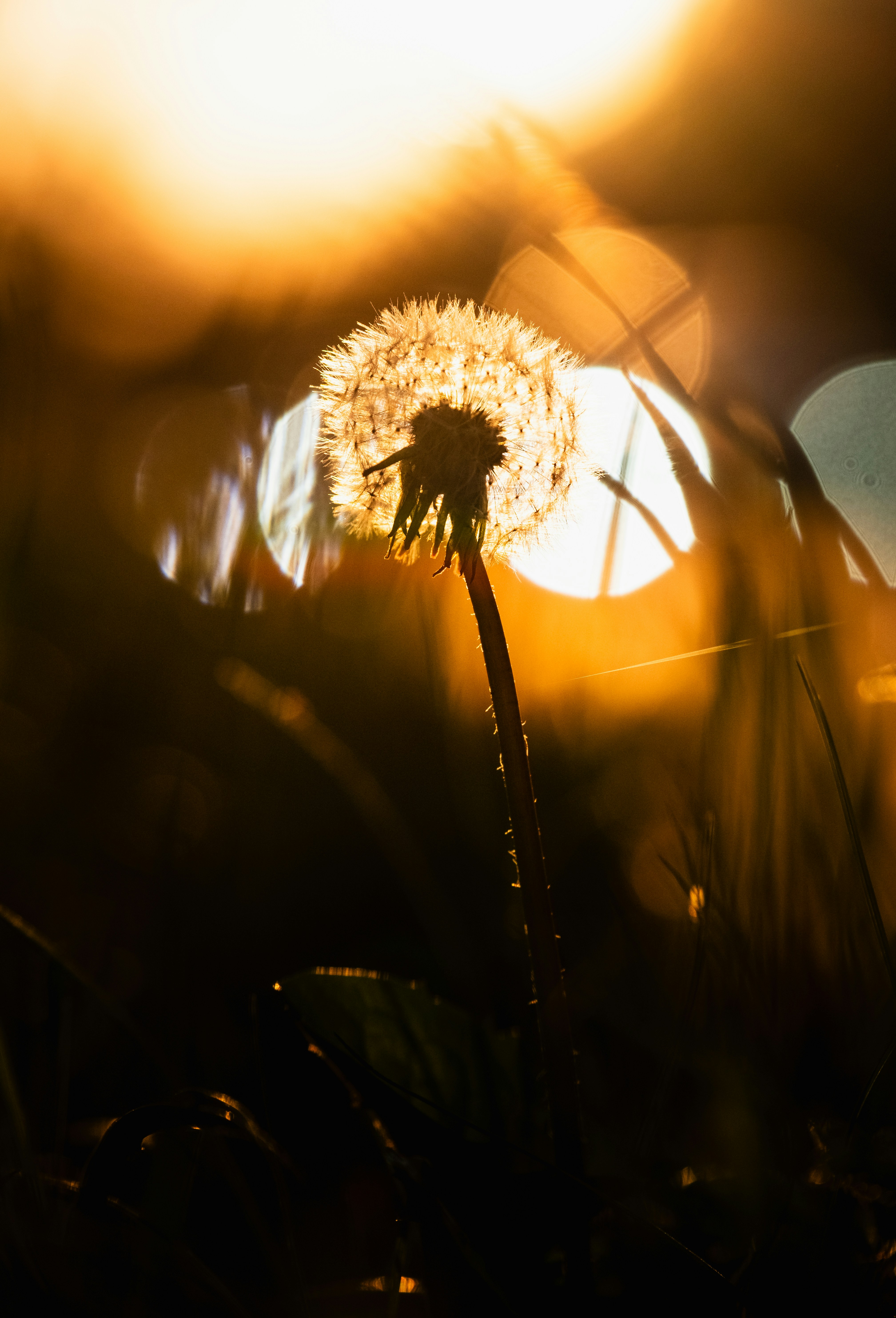 Dandelion backlit by golden sunset light.
