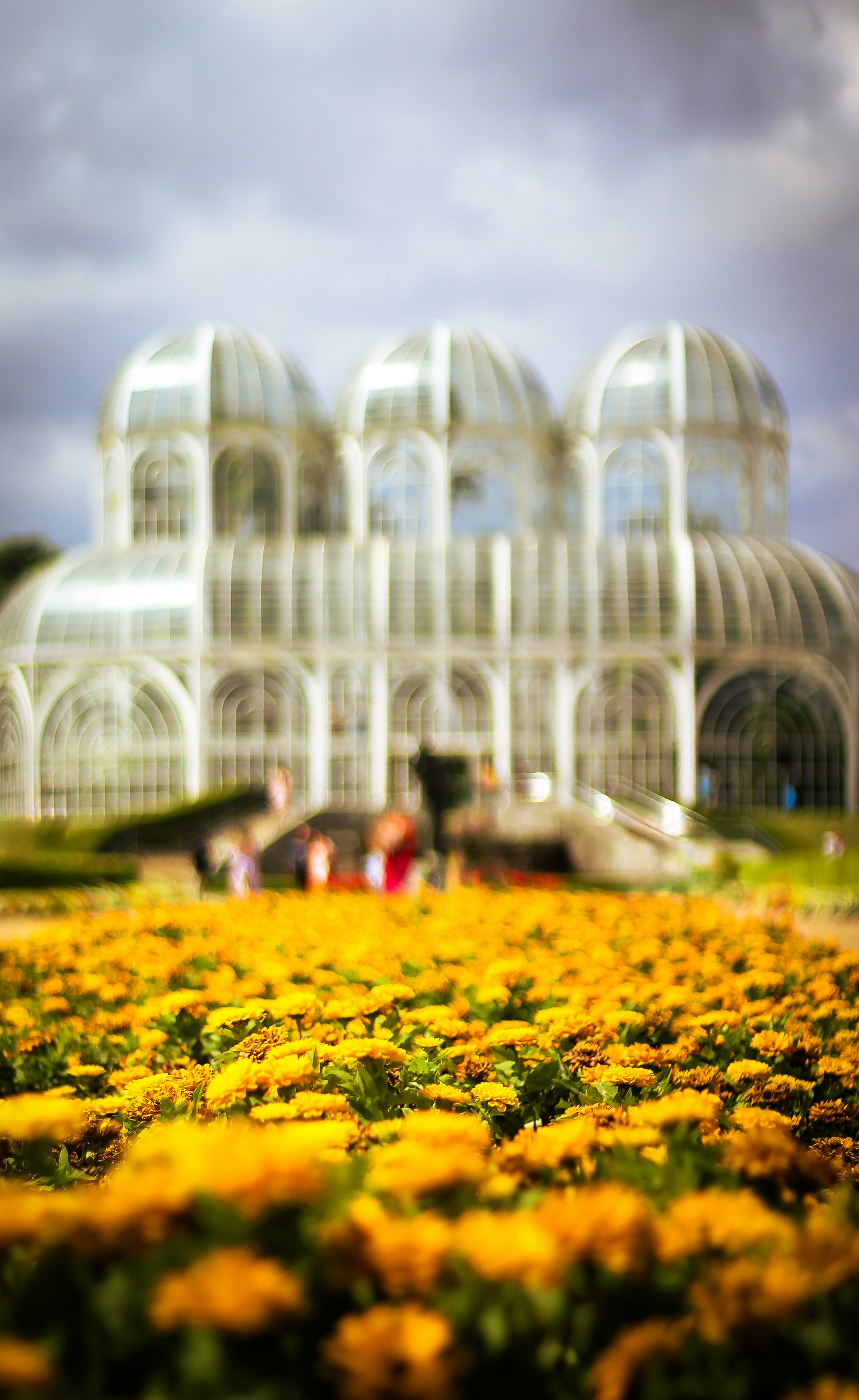Glass conservatory with yellow flowers in foreground.