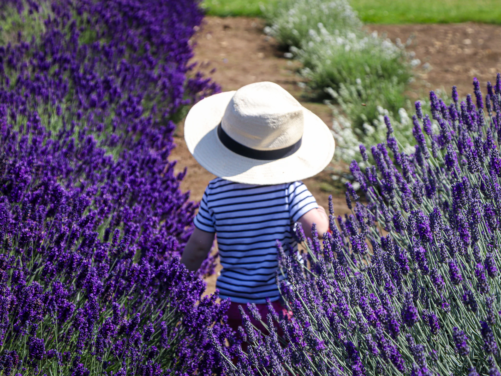 Child in straw hat walks through lavender field