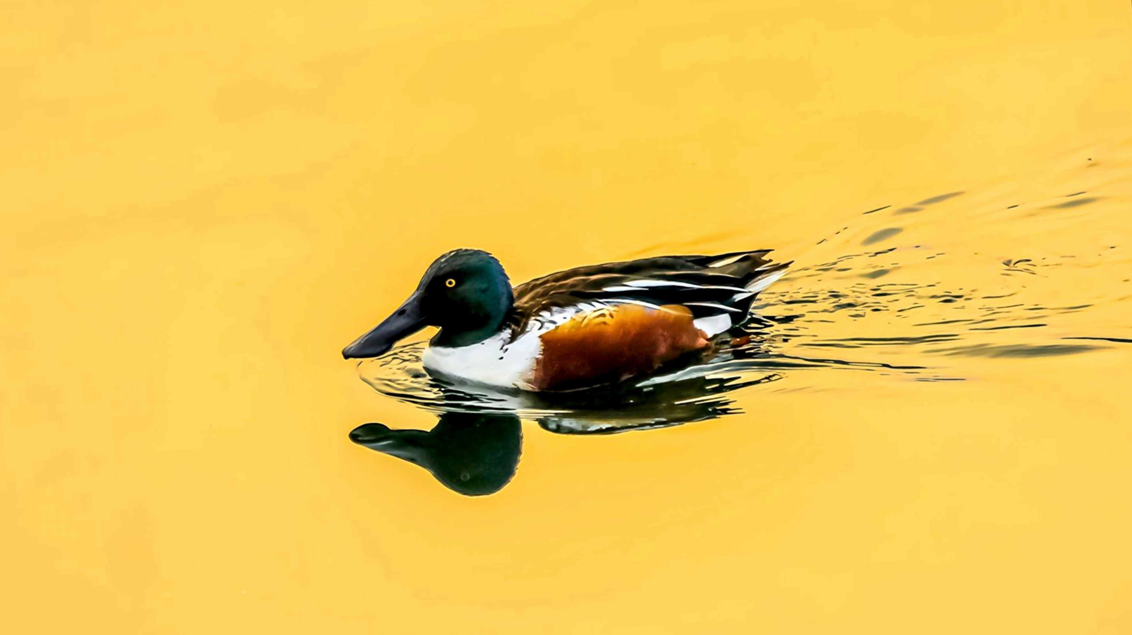 A northern shoveler duck swims in yellow water.