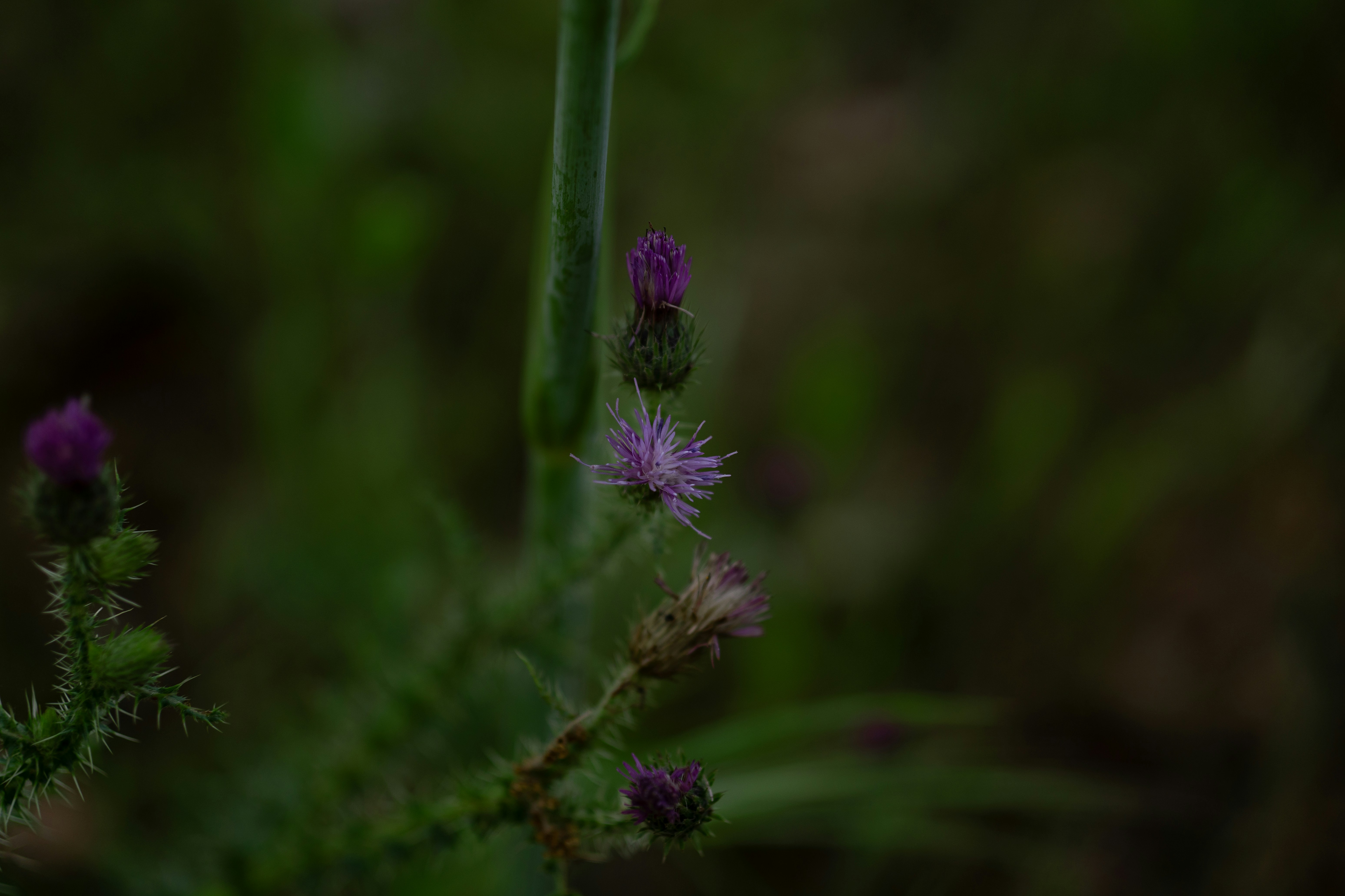 Photo by svliiim