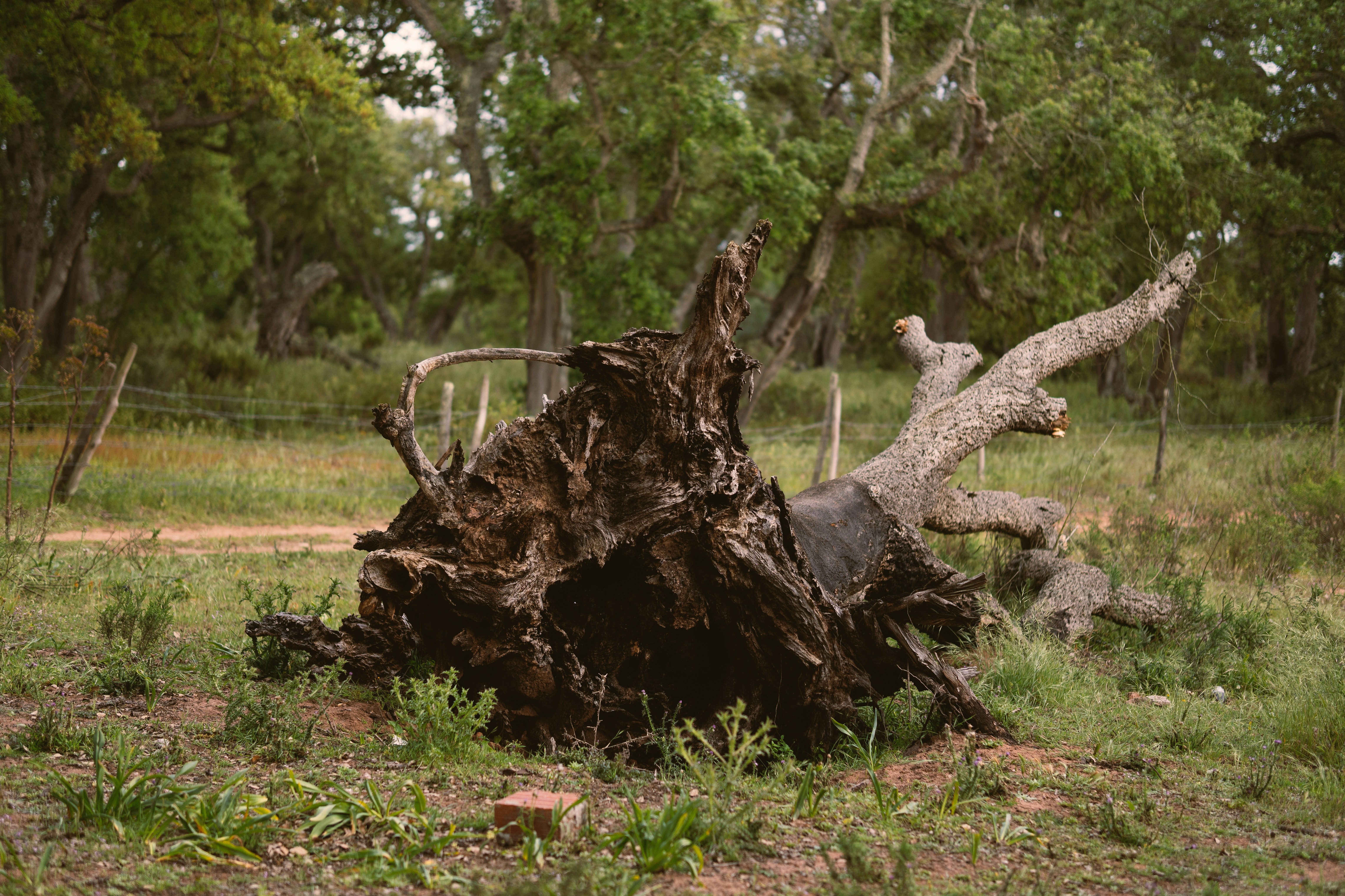 Fallen tree roots exposed in a grassy field photo – Free Wood Image on ...