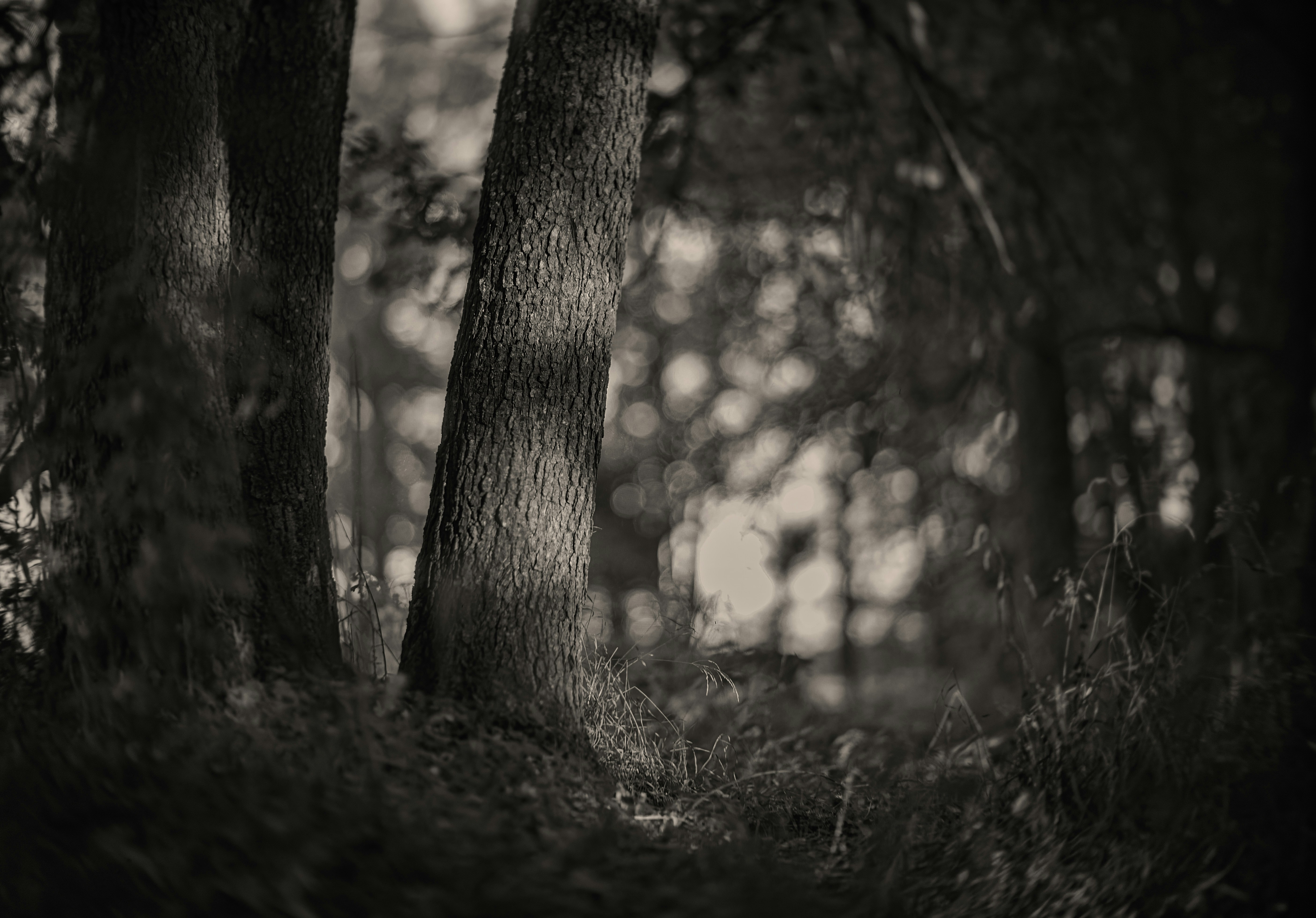 Photo by andrilliardbond