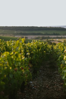 grape-harvest-herzegovina