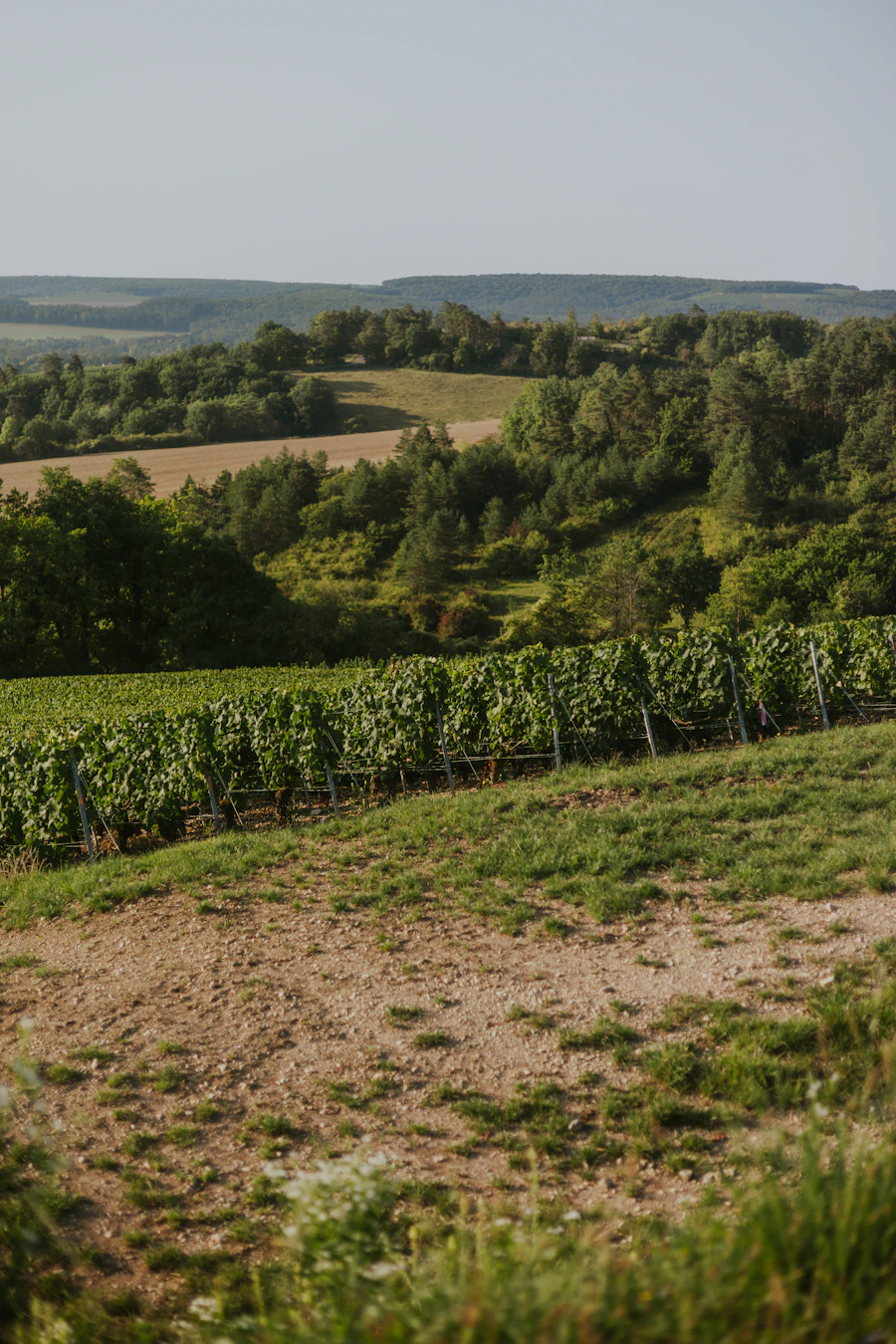 Green rolling vineyard hills in the Champagne region of France under summer sky