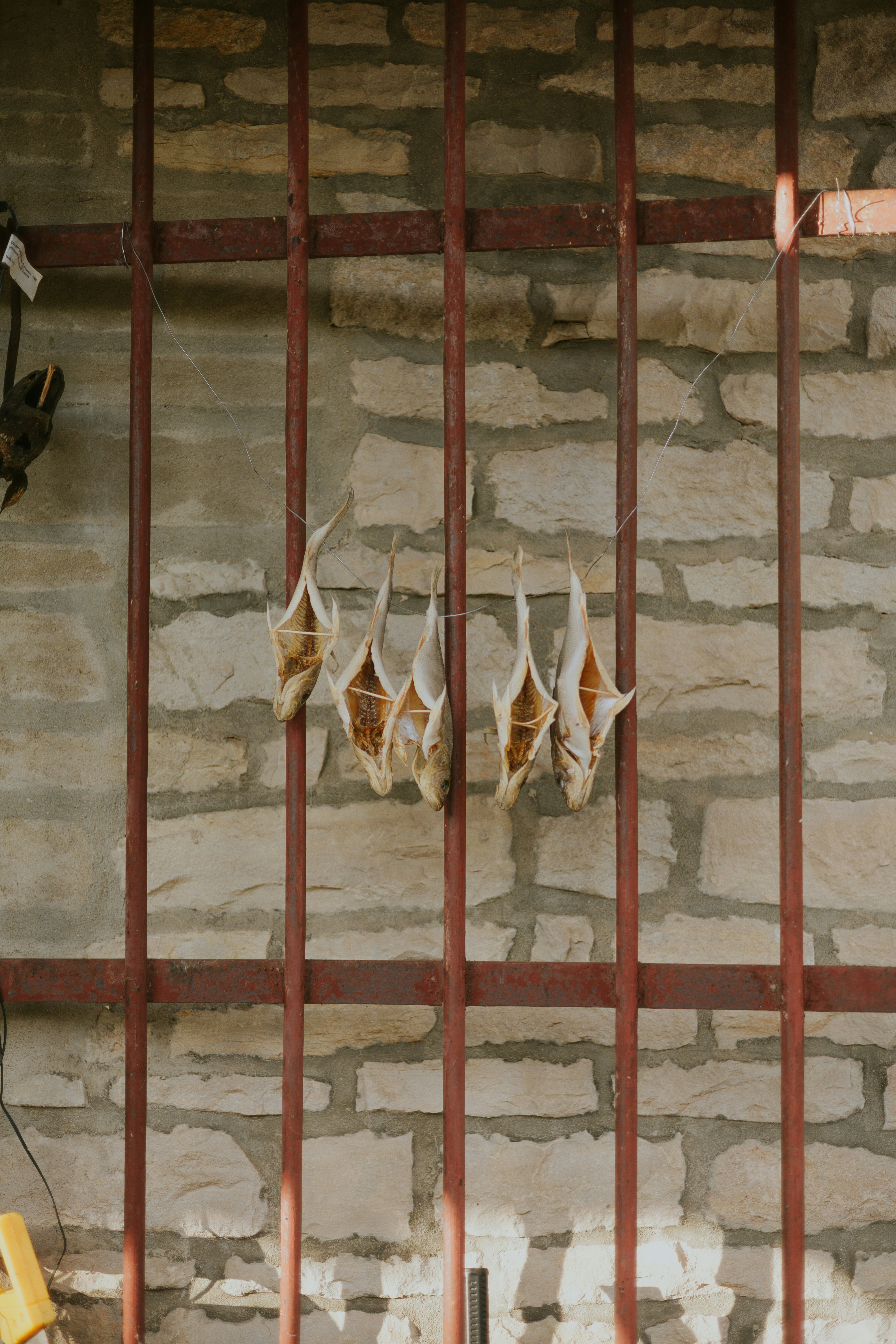 Fish heads drying on a metal rack.