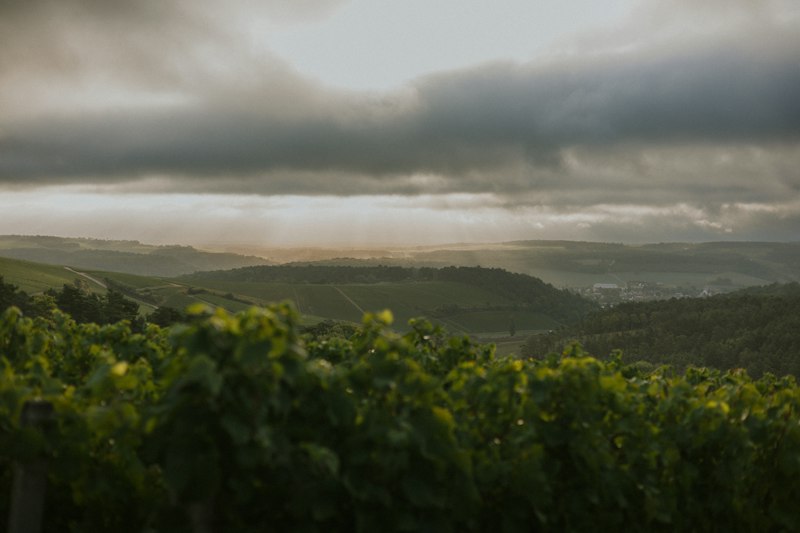 Panoramic view over Champagne vineyards