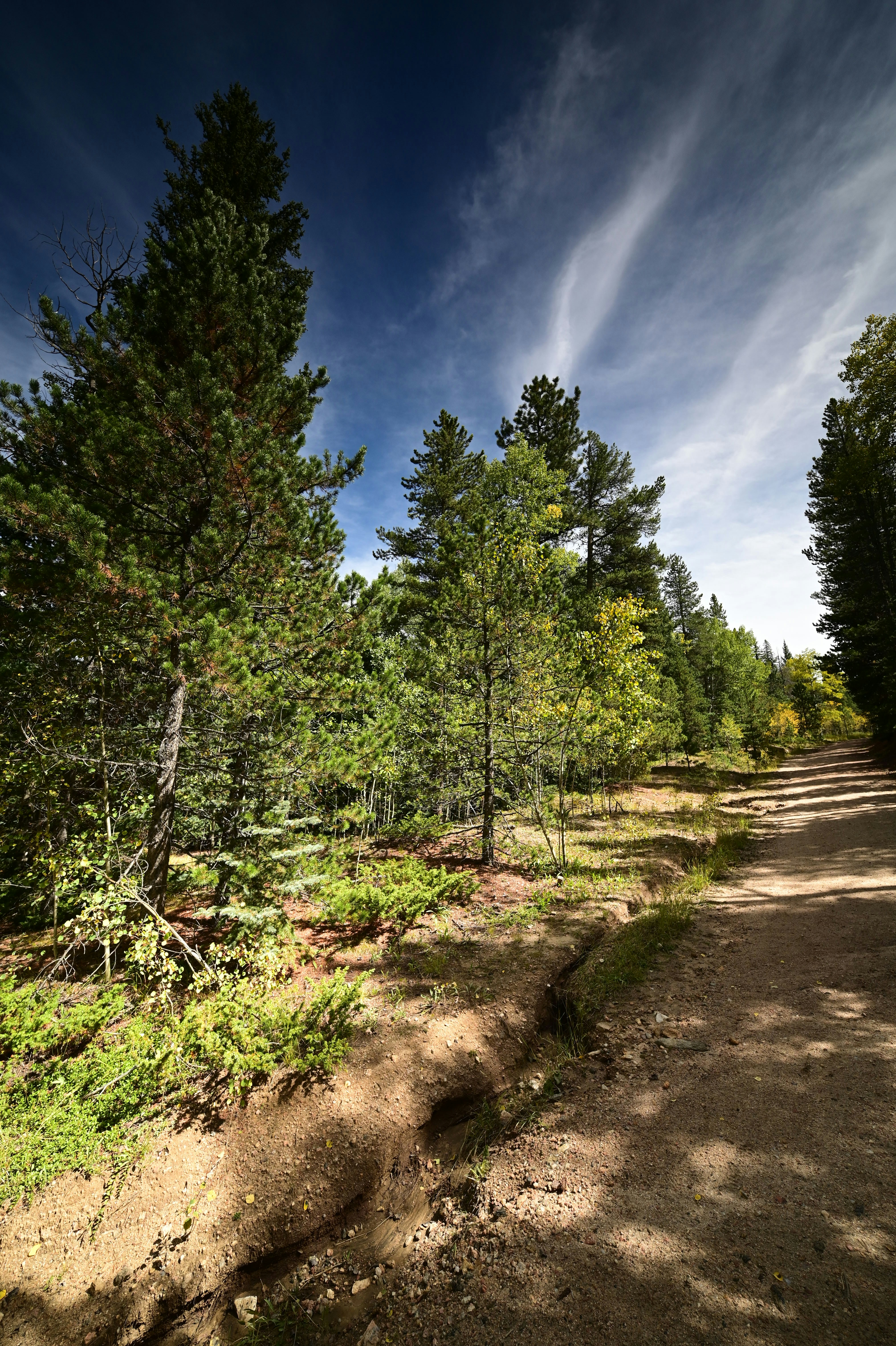 Dirt path through a sunlit forest with tall trees