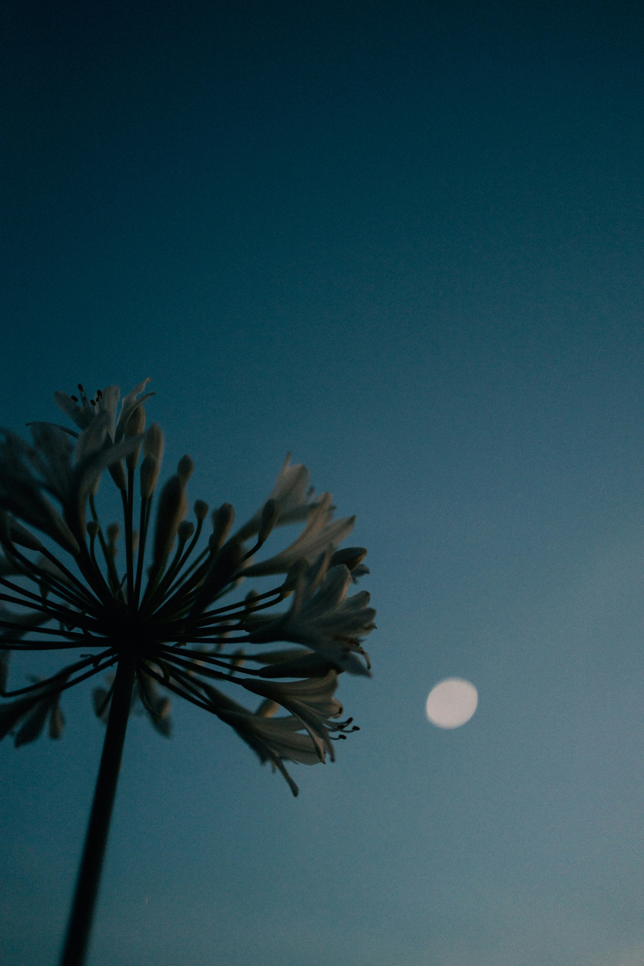 Photo by tsuyoshikozu