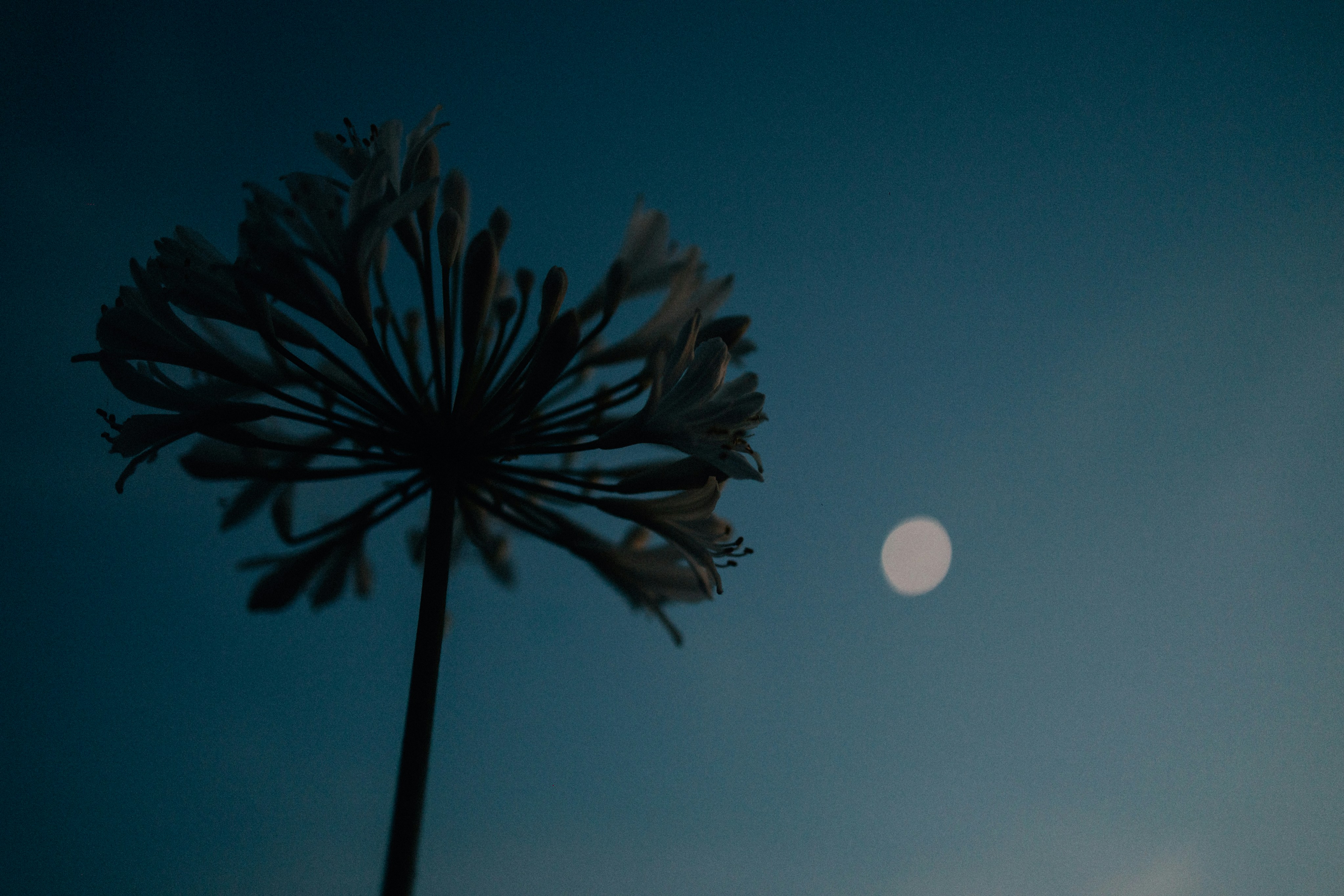 Photo by tsuyoshikozu