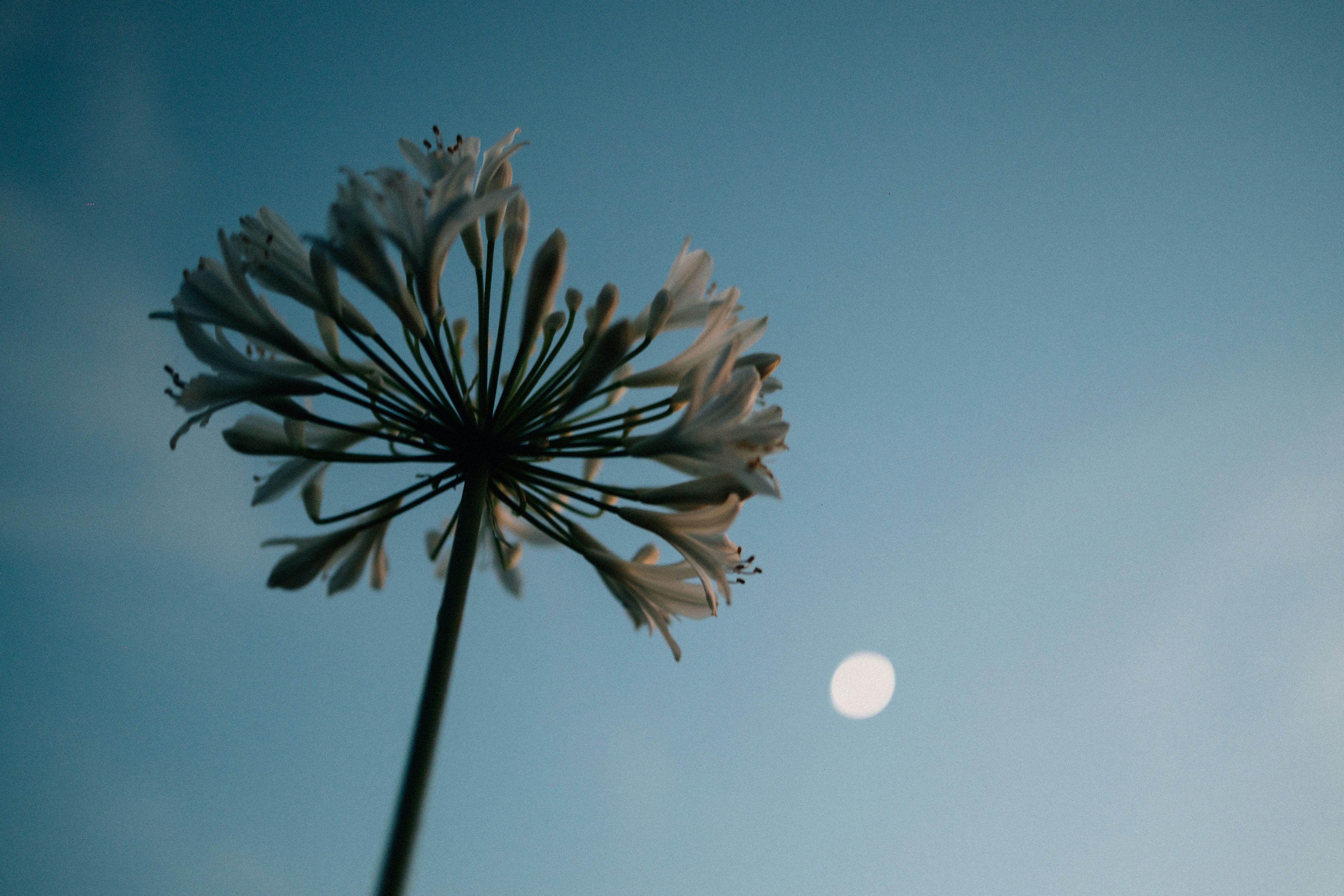 Photo by tsuyoshikozu