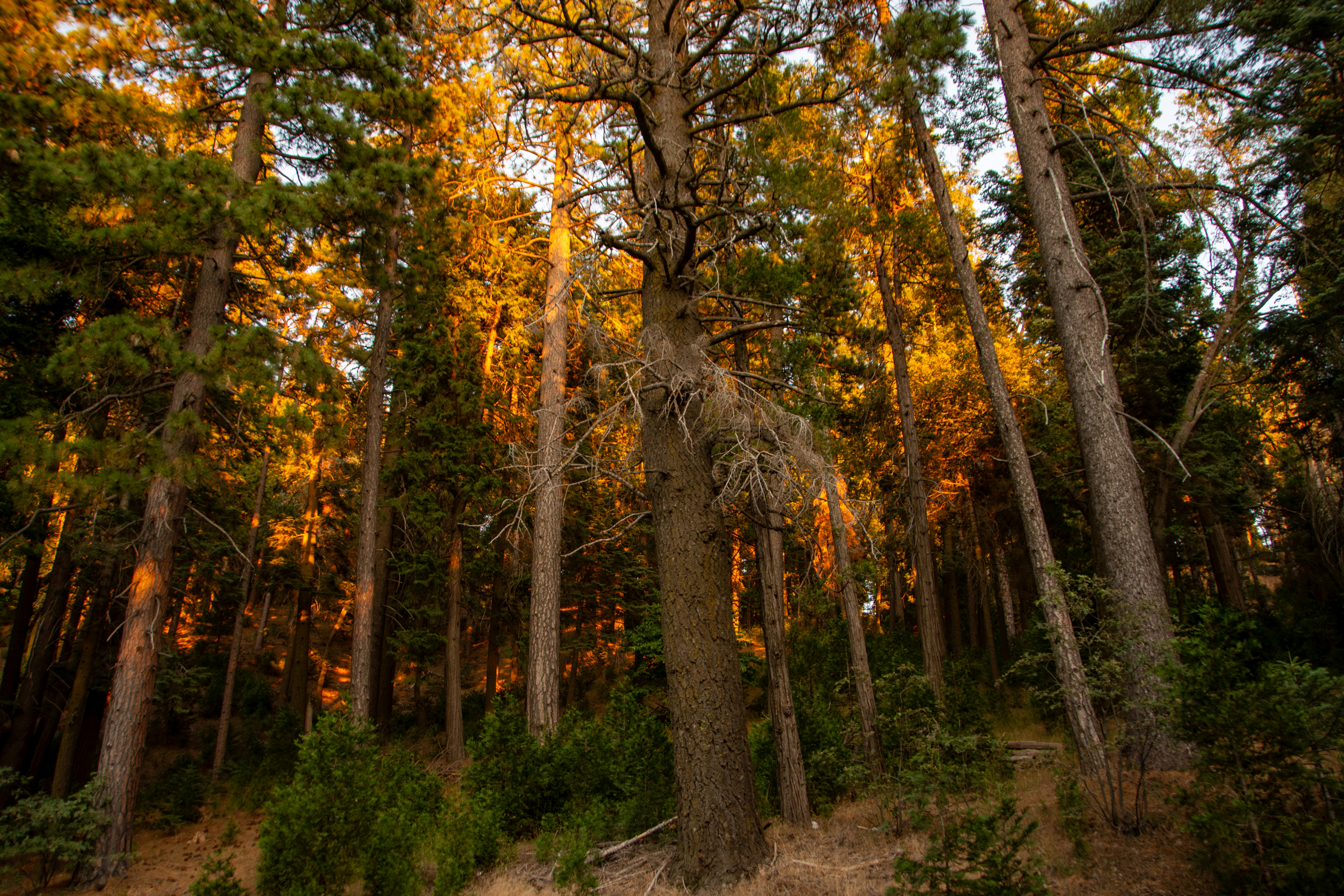Tall trees bathed in warm, golden sunset light