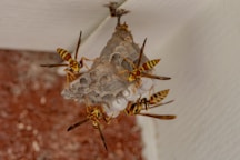 Wasps building a nest under a roof overhang.
