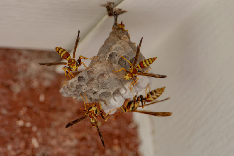 Wasps on a small papery nest built under a roof overhang