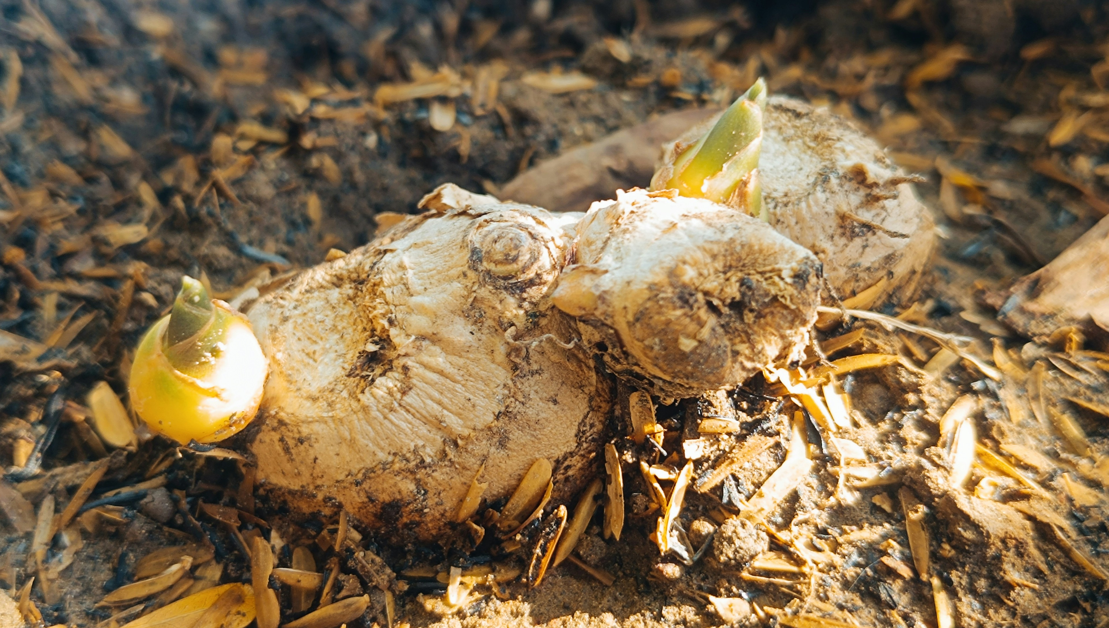 New growth emerges from bulbs in soil