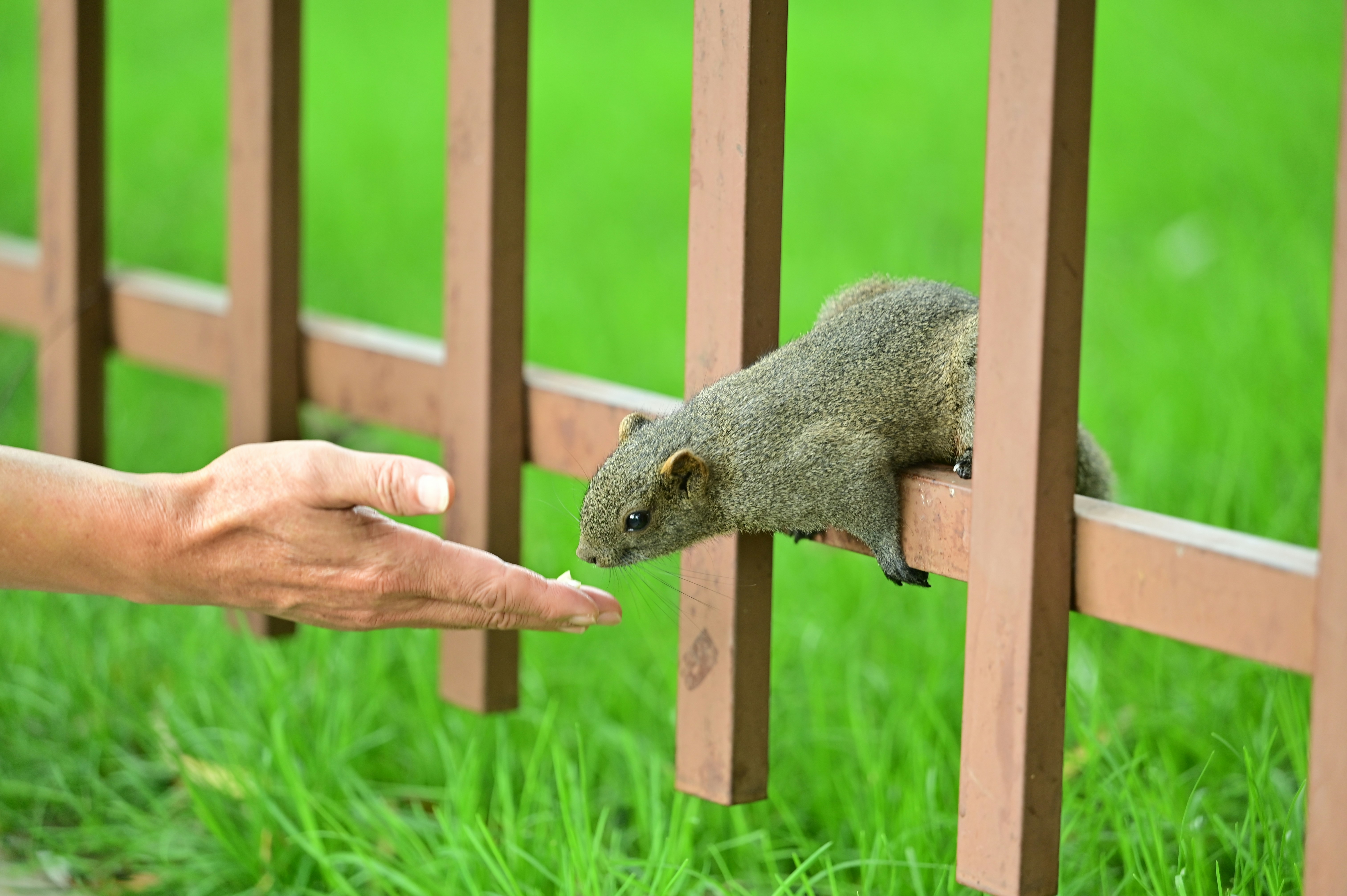 Iron Will, Fenced Yard: A Pet Parent's Guide to Installing an Iron Fence