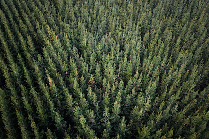 Evergreen forest stretching to the horizon from above.