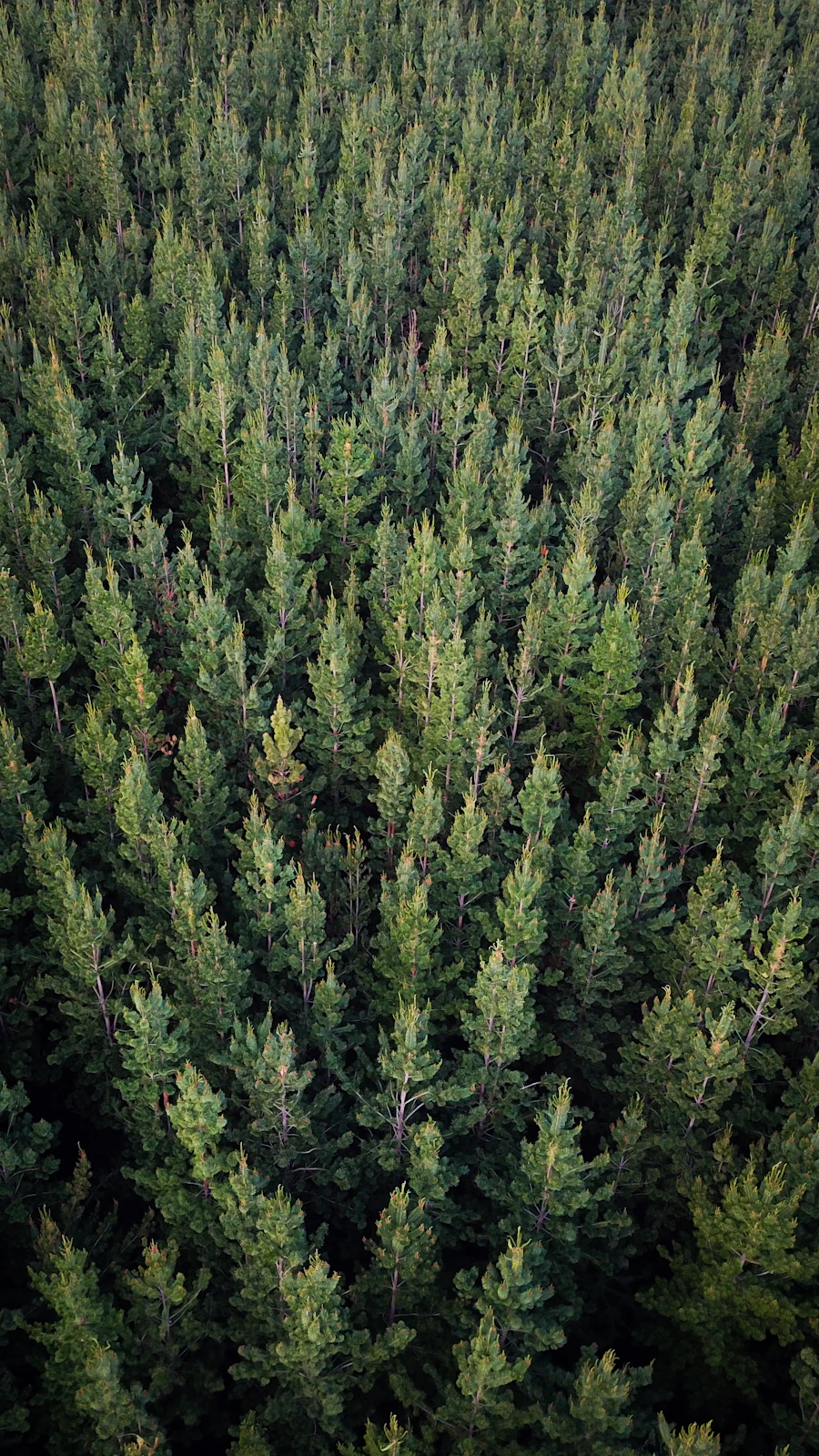 Rows of young conifers seen from the air