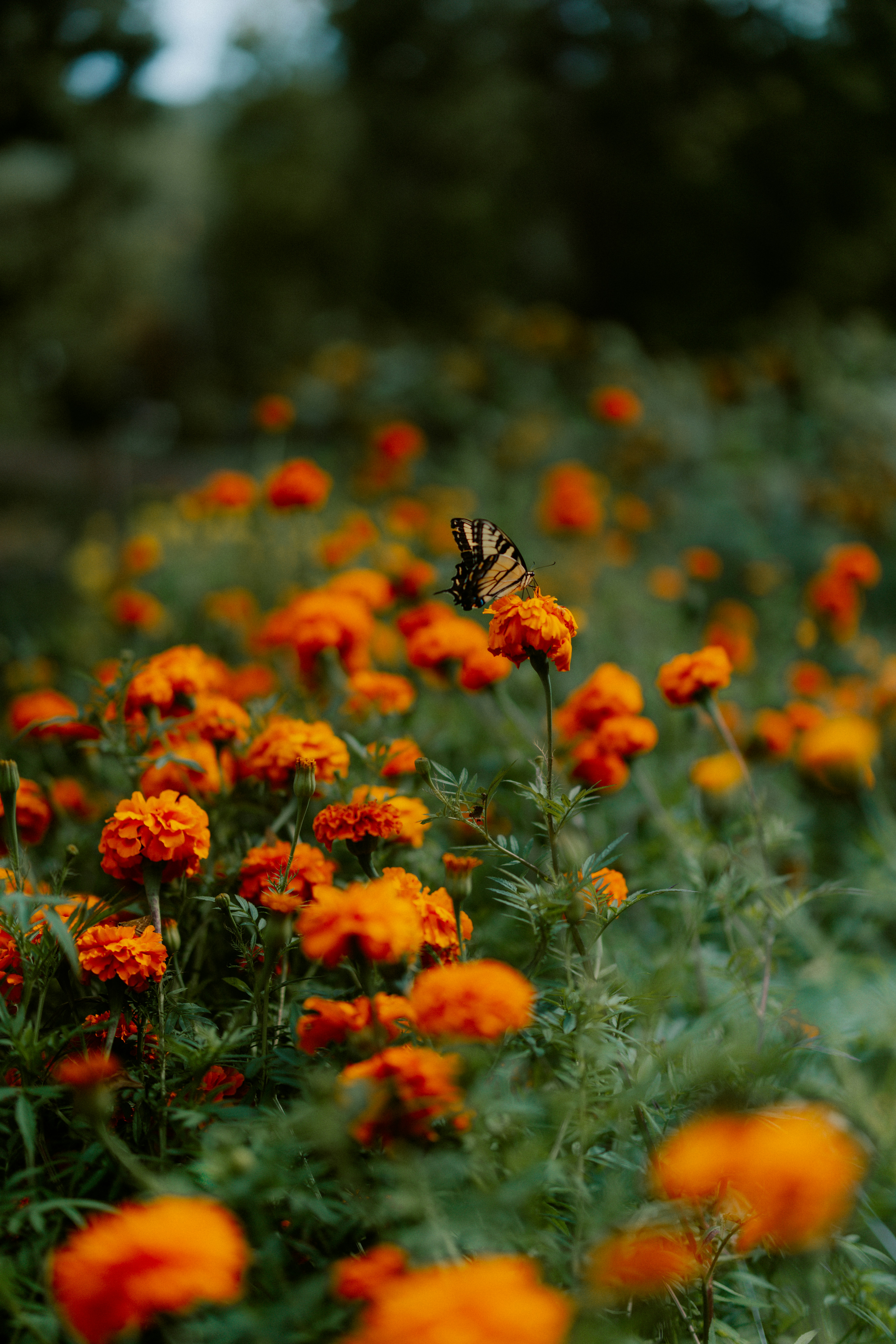 Photo by brookebalentine