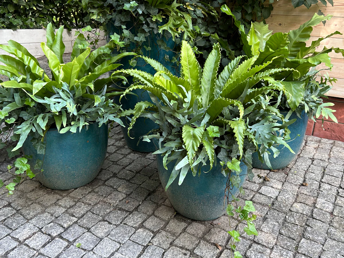 Bird's Nest Fern Asplenium India — Bold Tropical Fern Complete Guide