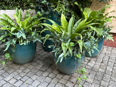 Bird's Nest Fern Asplenium India — Bold Tropical Fern Complete Guide