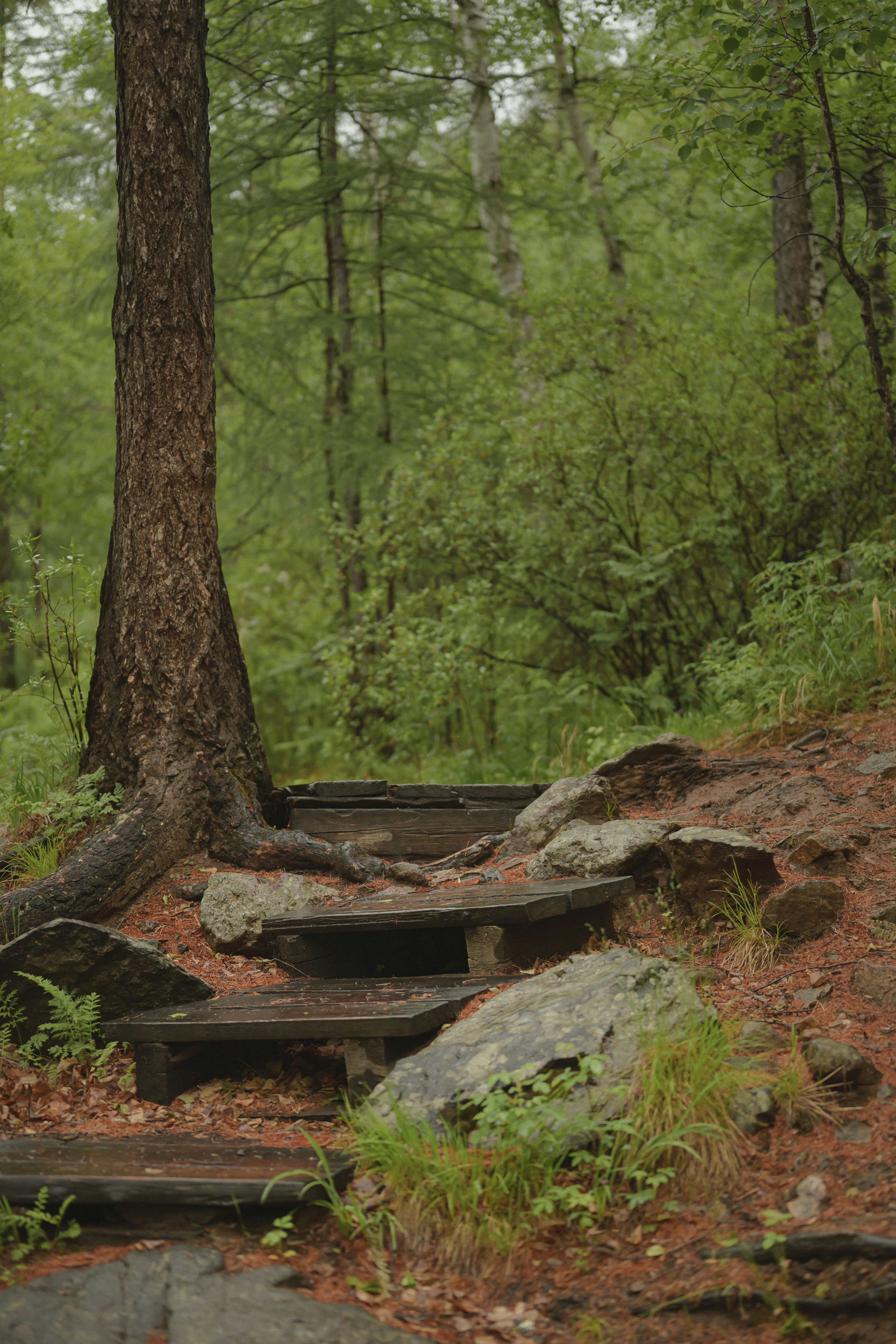 Wooden steps ascending through a lush green forest